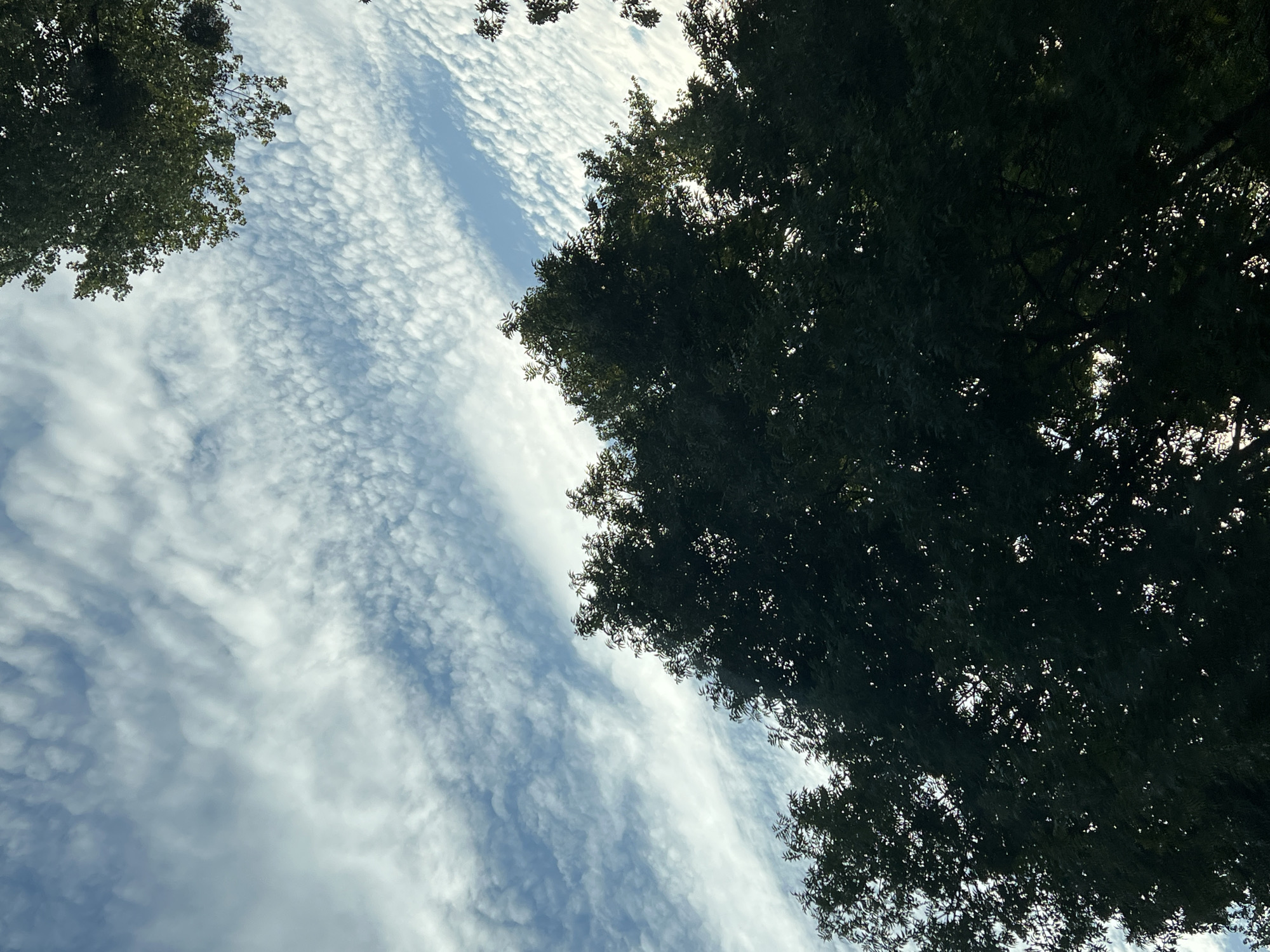 The image is a low-angle, upward shot of a tree canopy against a sky filled with altocumulus clouds. The clouds appear as small, rippled formations, with some wispy cirrus clouds streaking horizontally across the frame. The leaves of the trees are dark green and create a dense silhouette, obscuring much of the sky behind them. Sunlight filters through the gaps in the foliage, creating bright spots. The composition suggests an outdoor environment, possibly a park or a street lined with trees within the city of Warsaw, Poland, given the context. No people or specific landmarks are visible.