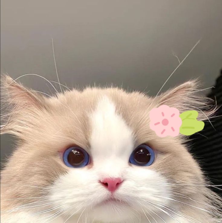 The image depicts a close-up of a cat's face. The cat has white fur with light brown patches. It has large, piercing blue eyes and a small pink nose. The cat is looking directly at the camera. There is a pink flower with green leaves on the cat's head. The background is out of focus, but appears to be a gray wall. The coordinates provided (-7.45472, 111.427584) are in the city of Geneng, Indonesia. The location is likely a residential home.