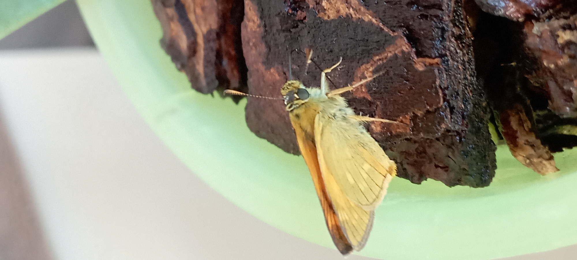 A light brown butterfly with orange markings on its wings is perched on a dark brown piece of wood. The butterfly's antennae are pointed upwards, and its body is facing to the right. Its wings are partially closed, showing the delicate veining within them. The wood appears to be bark or a similar textured material. The background is blurred, with a light green circular object on the left and a light beige wall on the upper left. The image is a close-up, focusing on the butterfly and the piece of wood. There is no indication of the location in Radisne, Ukraine.