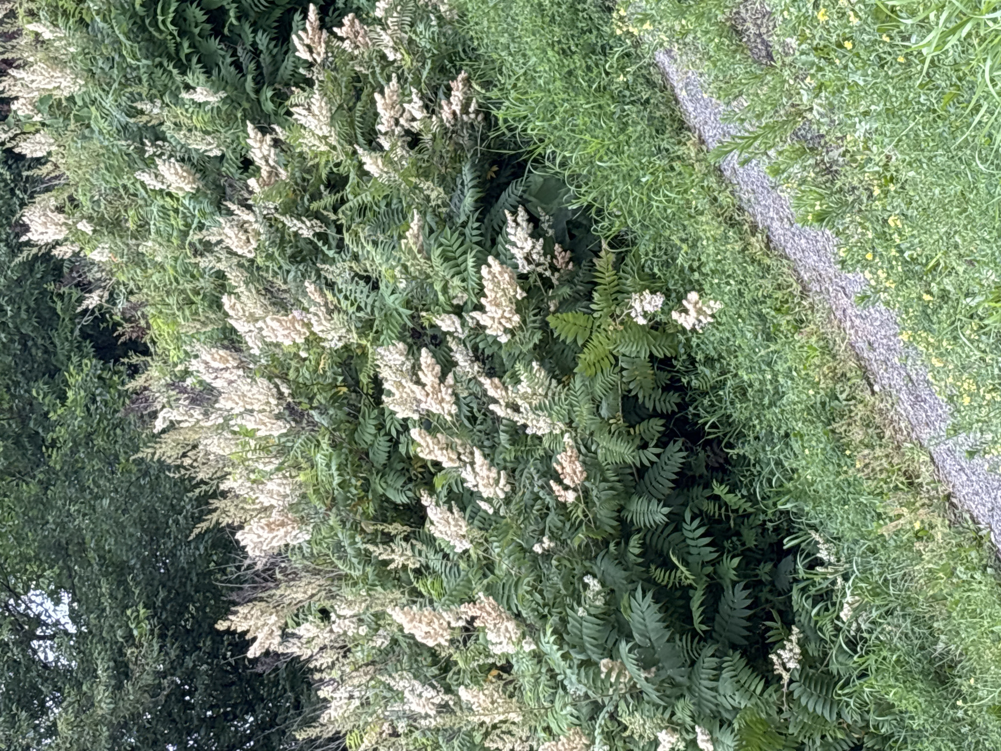 The image shows a lush green hillside with numerous plants bearing clusters of small, pale flowers. The plants have feathery, compound leaves. A textured pathway, likely gravel or asphalt, slopes diagonally across the lower right portion of the frame. The vegetation is dense and appears to be growing wild, suggesting a natural or semi-natural environment. The lighting suggests it is daytime. There are no people or animals visible in the image. The overall scene depicts a natural landscape with a man-made pathway. The location is identified as Blagoveshchensk, Russia.