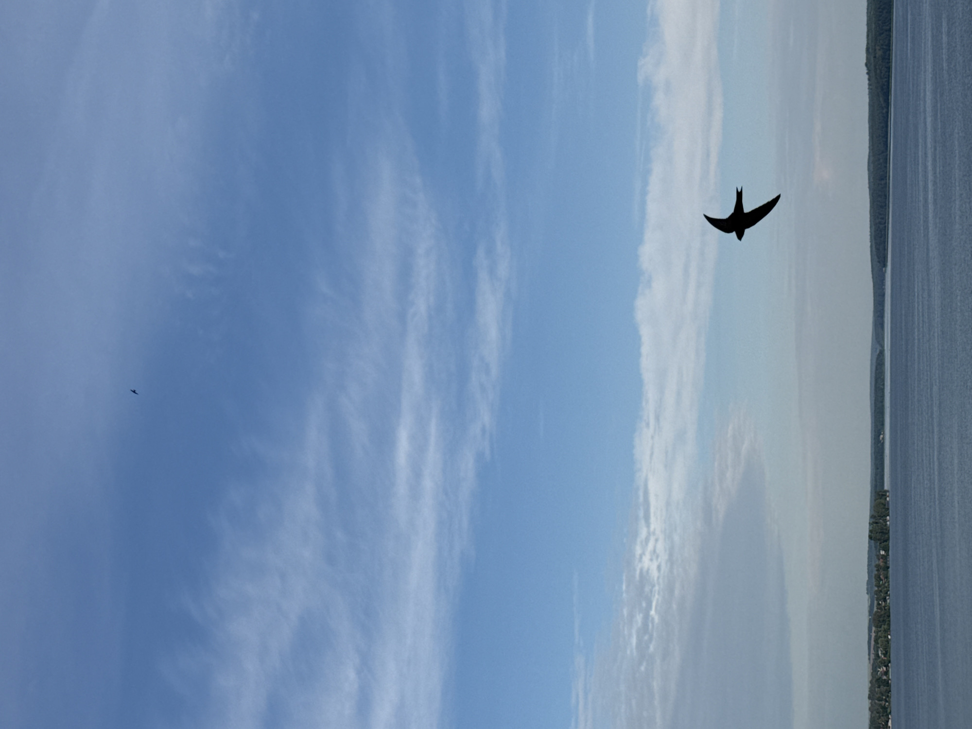 The image is a vertical, wide-angle shot of a vast blue sky with scattered wispy white clouds. A solitary silhouette of a bird with outstretched wings is captured in mid-flight against the brighter sky in the upper right quadrant. Below the bird, a dark blue expanse of water stretches to the horizon, with a thin line of dark green trees and what appear to be houses lining the distant shore, suggesting a waterfront location. The overall impression is one of a peaceful, open-air scene, possibly during the day given the bright sky. The orientation of the image is rotated 90 degrees counter-clockwise from standard viewing.