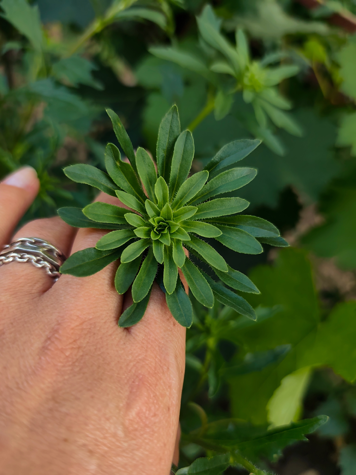 A close-up, eye-level shot shows a person's hand gently holding the top of a small, vibrant green plant. The plant has many small, pointed leaves arranged in a circular pattern, resembling a starburst. The hand, with a silver ring featuring a chain-link design on the index finger, supports the plant from below, with the thumb and forefinger lightly touching its stem. The background is a blur of darker green foliage, suggesting an outdoor, natural setting. The lighting is soft and natural, highlighting the texture of the plant's leaves and the skin of the hand. The image was taken in Durlești, Moldova.