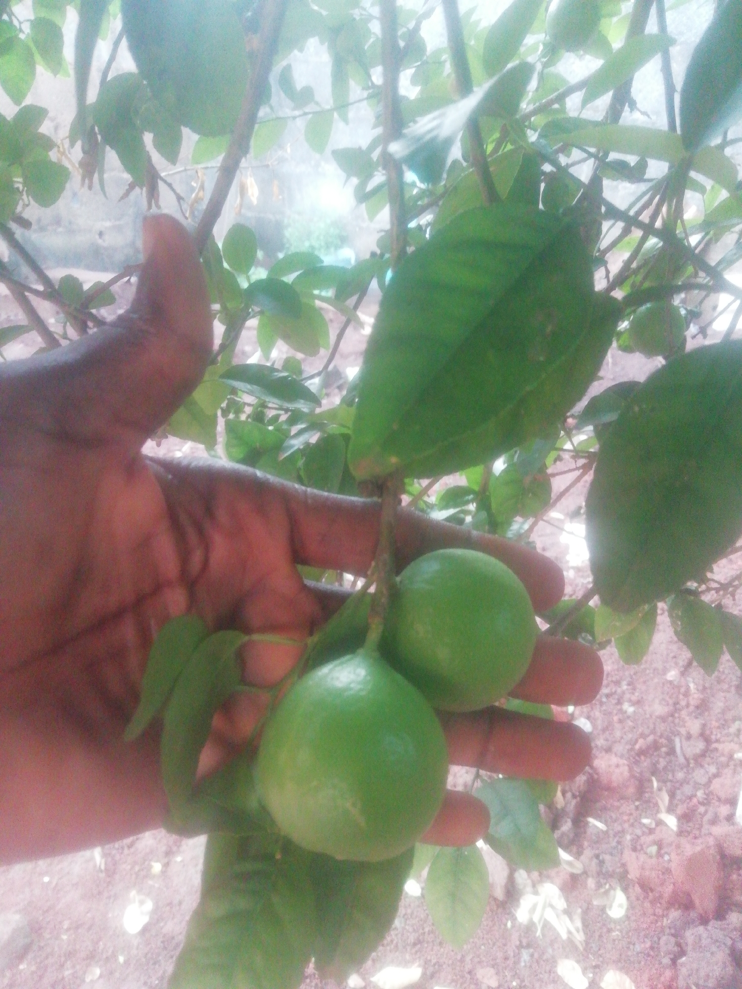 A close-up, slightly blurry, outdoor shot shows a dark-skinned hand holding a branch with two unripe, green citrus fruits (possibly limes or lemons) still attached. The hand is positioned in the lower left of the frame, with the branch and fruits extending into the center. Several green leaves are growing from the branch, and other green leaves and branches are visible in the background. The background shows a blurry, slightly out-of-focus area with what appears to be a tree or shrub and red/brown dirt or soil. The location is not apparent from the image, therefore the city location is unknown.