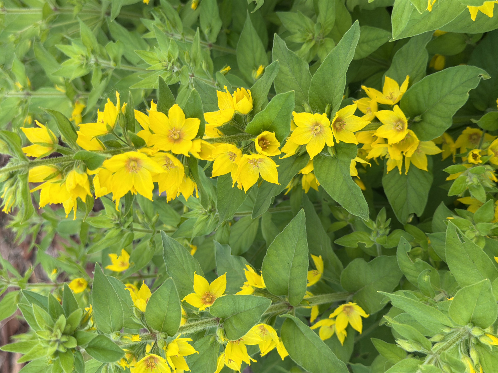 The image is a close-up, eye-level shot of a patch of yellow flowers and green foliage. The flowers are star-shaped with five petals and have a slightly ruffled appearance. They are clustered together on tall, slender stems. The leaves are ovate and a vibrant green, with prominent veins. The background is blurred, suggesting a shallow depth of field, and appears to be composed of more foliage and possibly some brown, earthy tones. The lighting is bright and diffused, casting soft shadows. There are no people or animals visible in the image. The setting is natural, likely a garden or a wild growth area.