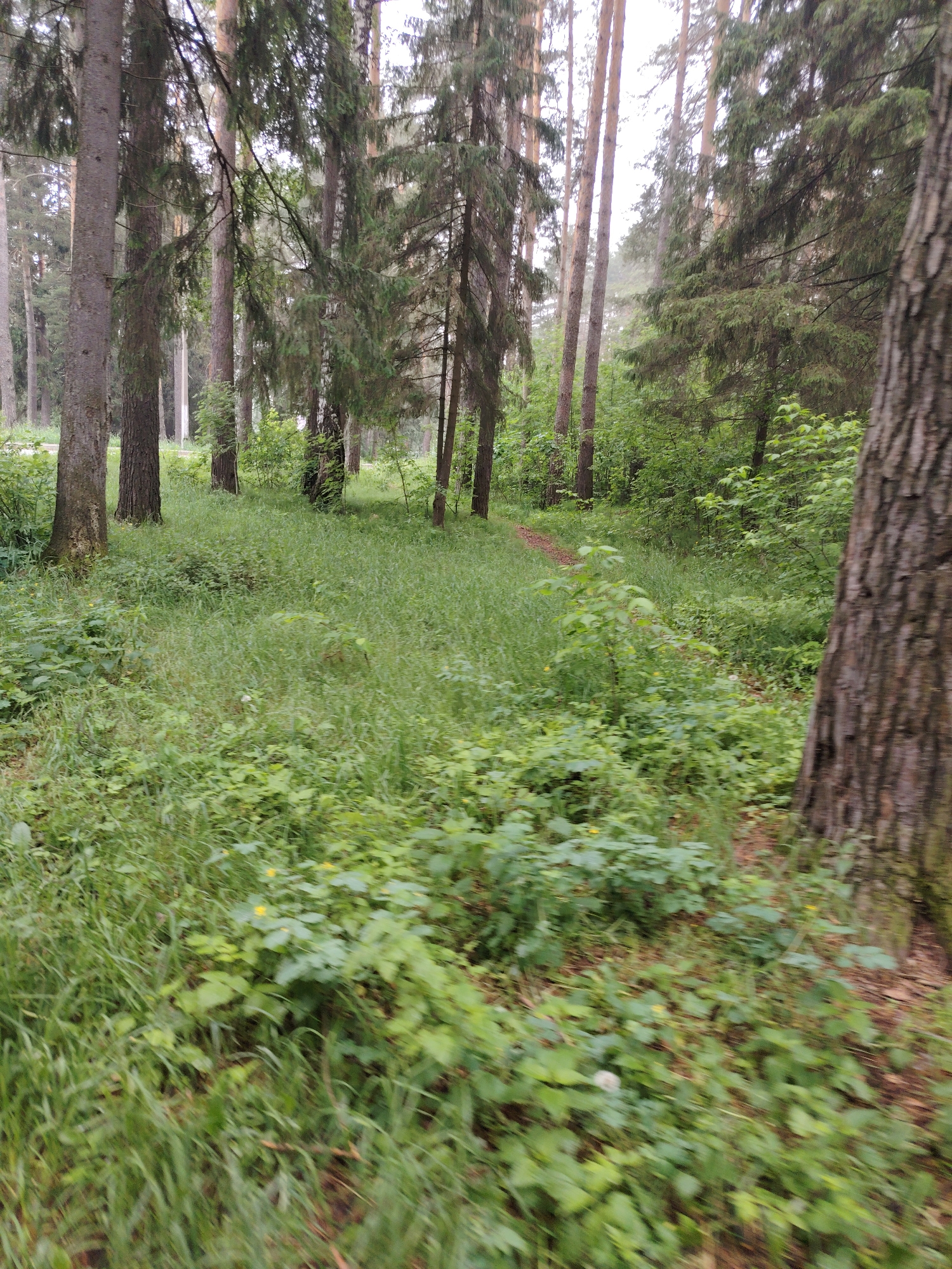 The image captures a vibrant green forest scene in Chaikovsky, Russia. Numerous tall trees, primarily conifers with visible bark textures, dominate the frame, standing amidst dense undergrowth. The forest floor is covered in lush, varied green vegetation, including grasses and leafy plants, with a few small yellow flowers scattered throughout. A narrow, faint dirt path can be seen winding through the greenery in the mid-ground, leading deeper into the woods.
No people or specific activities are depicted; the scene focuses purely on the natural environment. The time of day appears to be daytime, with soft, diffused light suggesting an overcast sky or possibly early morning/late afternoon, as there are no harsh shadows. The atmosphere is one of natural tranquility and abundant growth. A notable detail is the significant motion blur, especially in the foreground and the large tree trunk on the right, indicating the photograph was taken while the camera was in motion. There is no visible text in the image.