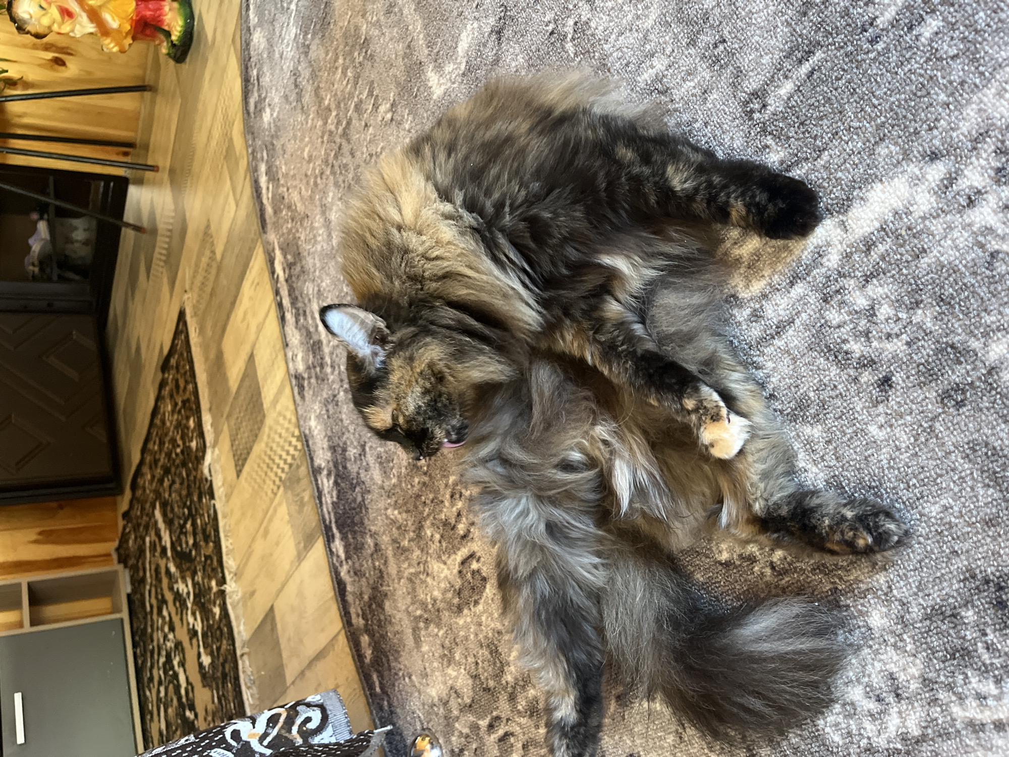 A long-haired tortoiseshell cat is lying on its back on a patterned grey carpet, licking its chest. The cat's fur is a mix of brown, black, and tan. Its eyes are closed, and its tongue is extended. The background shows a wooden floor with a dark patterned rug, and a portion of a colorful gnome figurine on a stand. The scene appears to be indoors, possibly a living room. The location is not specified as being in Pamyati 13 Bortsov, Russia; therefore, no information about that location can be provided.