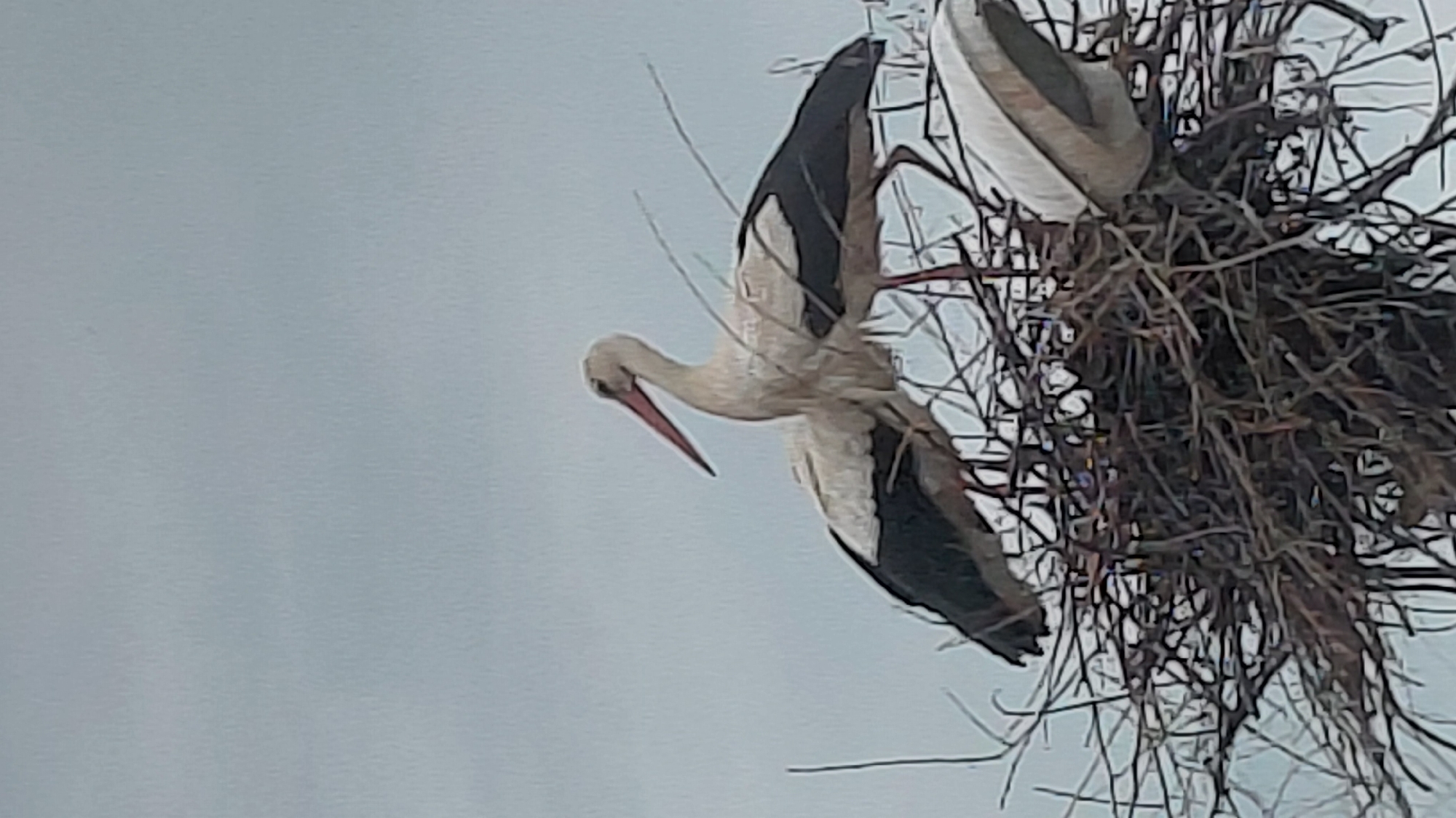 The image displays two storks and their large, robust nest set against a light blue, overcast sky. In the foreground, on the left, a white stork with prominent black flight feathers is captured in a dynamic posture, leaning over the edge of the nest. Its long, slender neck is extended, and its distinctive reddish-orange beak points downwards, suggesting it is either inspecting the nest's contents or positioning itself. Its body is mostly white, contrasting with the dark black feathers of its wings, which are slightly spread.
Partially visible on the right, behind and within the intricate structure of the nest, is a portion of a second stork, showing its back and a white wing. This stork appears to be either sitting on the nest or positioned deeper inside it, with only its upper parts discernible.
The nest itself is a substantial, dense construction made from a large collection of dark brown and gray branches and twigs, intricately woven together. Its size suggests it is a well-established breeding site. The background is a clear, uniform light blue sky, indicating an outdoor, daytime scene under possibly overcast conditions, as there are no harsh shadows. The overall setting is high up, likely on a tree or man-made structure, with only the sky as a backdrop. There is no visible text in the image.