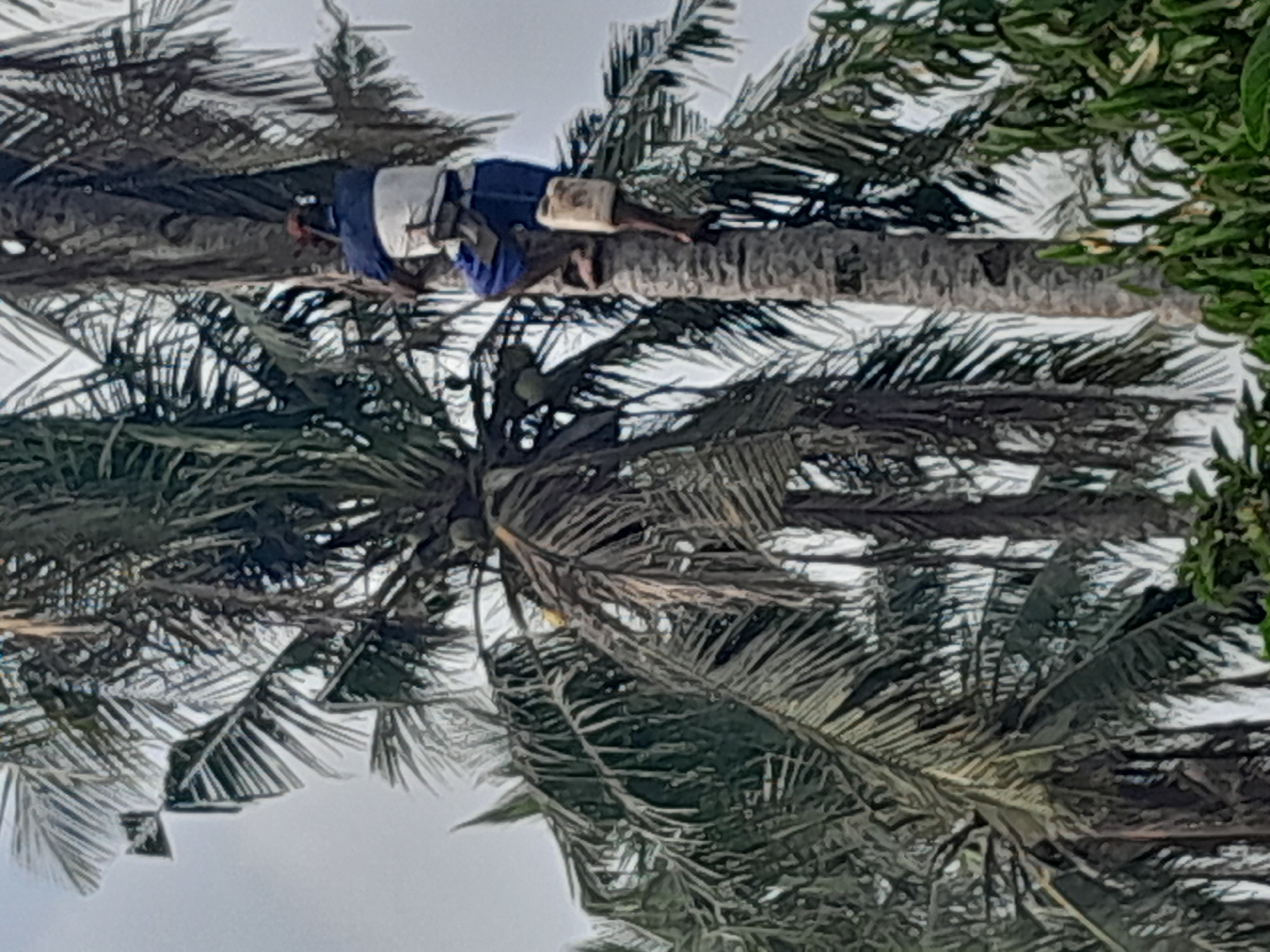 In Labuhan Ratu Lima, Indonesia, a person is climbing a tall palm tree. The individual, wearing blue shorts and a white and blue shirt, is positioned midway up the trunk. They are using their legs and hands to ascend, with a light-colored container strapped to their right thigh. The tree itself is surrounded by lush green foliage, with other palm fronds visible in the background against a cloudy sky.