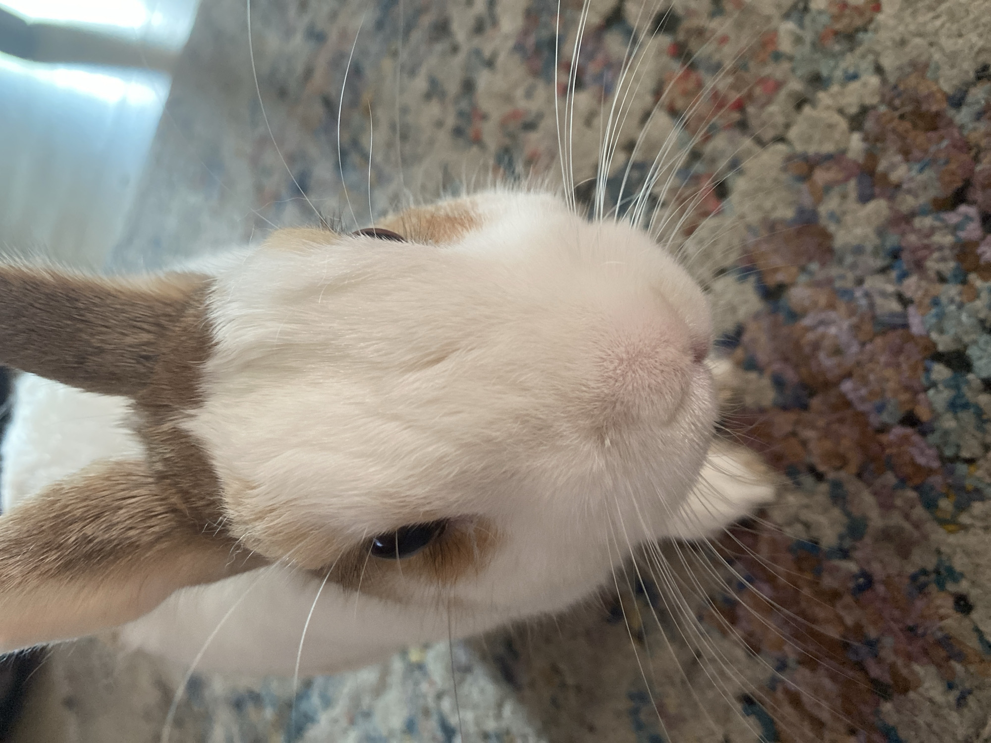 The image shows a close-up of a rabbit's face. The rabbit has white fur with brown markings on its ears and around its eyes. Its nose is pink and its whiskers are long and white. The rabbit is looking directly at the camera. The background is a carpet with a colorful, abstract pattern. The image is taken indoors, likely in a residential setting. There is no information in the image that suggests a location in the city of Przeźmierowo, Poland.
