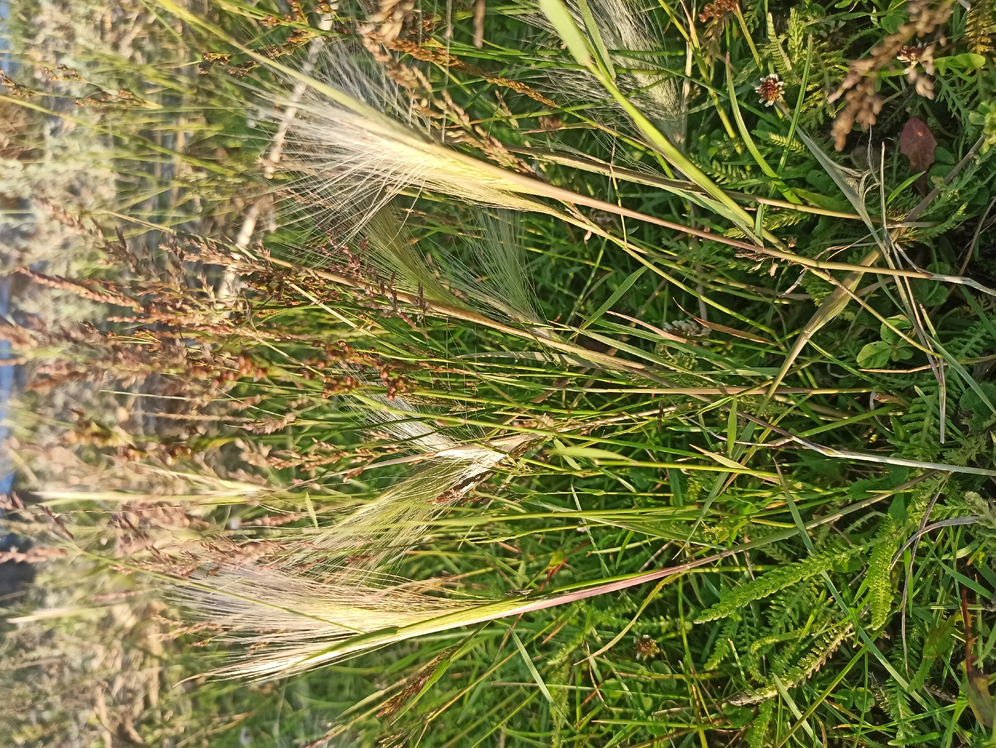 The image is a close-up, vertically oriented photograph of tall grass and other vegetation, likely taken outdoors in a natural setting. The subjects are primarily plants, with prominent feathery seed heads of what appears to be foxtail grass dominating the foreground. These seed heads are a pale, translucent yellow and white, catching the light. Interspersed with the foxtail are darker, spikier seed heads of other grasses and some green, fern-like foliage. The background is a blur of more green grass and some brown, dried plant matter.
The lighting suggests it is either early morning or late afternoon, as the sun is casting a warm, golden light that highlights the textures of the plants. The overall mood is peaceful and serene, evoking a sense of nature's quiet beauty. There are no people, man-made objects, or visible text in the image. The location is identified as Isyanovo, Russia, which suggests a rural or natural landscape setting. The image captures a moment of stillness in a grassy field.