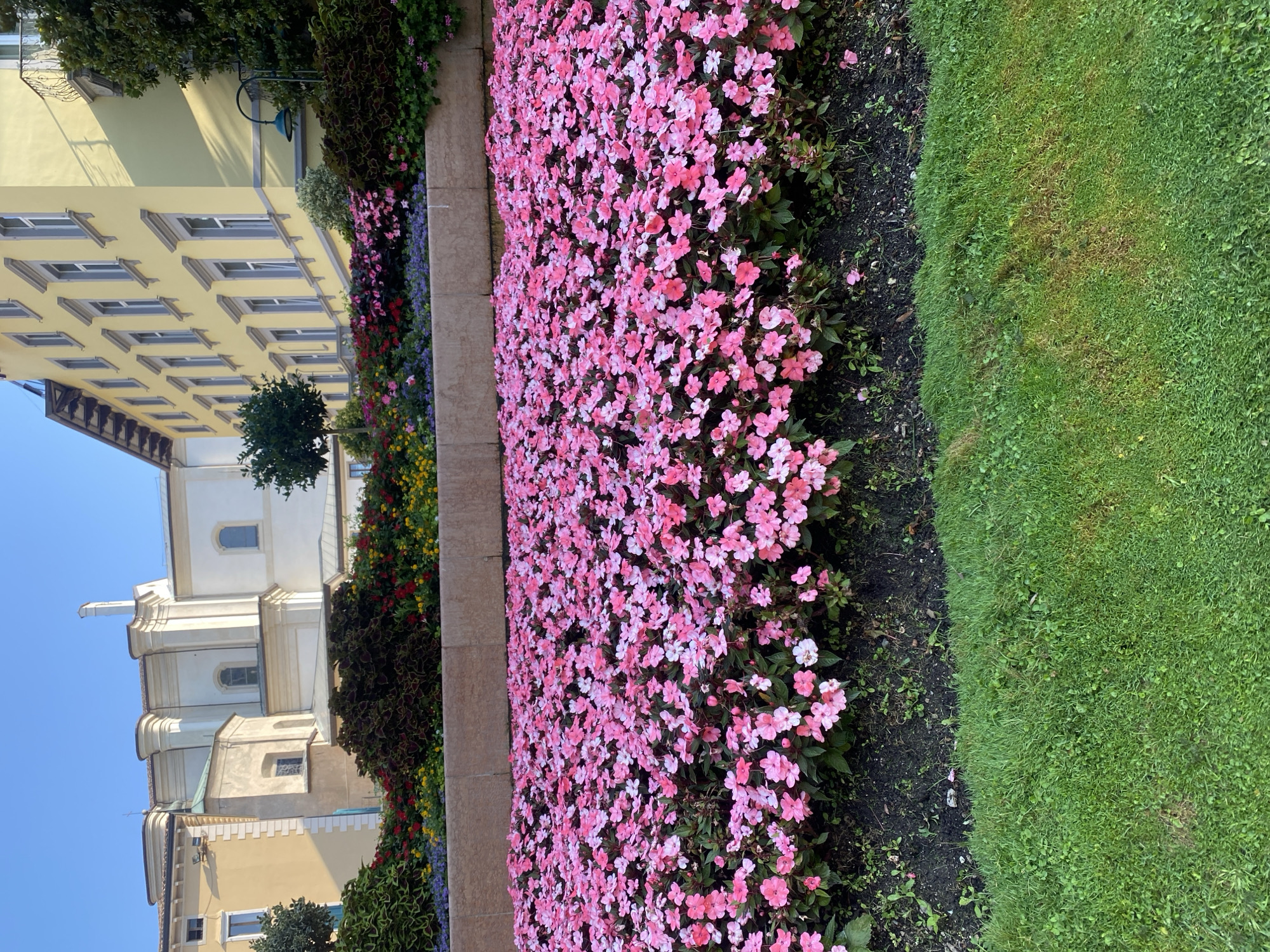 A low-angle medium shot captures a lush, vibrant flowerbed in Riva del Garda, Italy, under a clear blue sky. The foreground is dominated by a dense carpet of pink impatiens, their delicate blooms blanketing the soil. Behind this vibrant display, a raised stone planter box holds a variety of colorful flowers in hues of red, yellow, and purple, interspersed with dark green foliage. In the background, a pale yellow building with numerous windows and ornate trim stands to the right, while a white building with classical architectural elements, including columns and arched windows, is visible on the left. The scene is bathed in bright sunlight, casting soft shadows and highlighting the rich textures of the flowers and buildings. A green lawn with scattered dry patches is visible in the lower portion of the frame.
