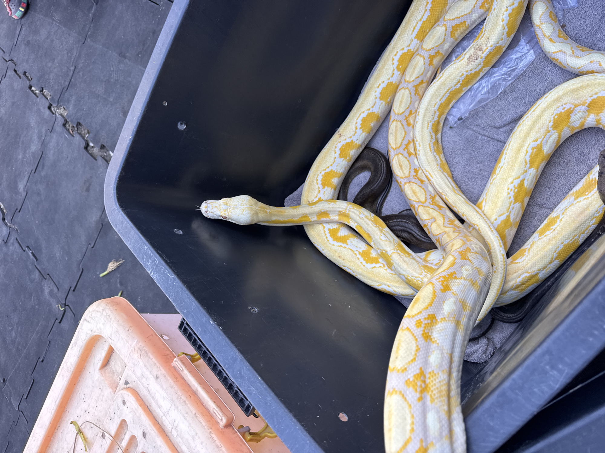An albino python with yellow and white markings is coiled inside a dark gray plastic tub. The snake's head is raised, with its forked tongue extended. Another dark-colored snake is partially visible beneath the albino python. The tub is sitting on interlocking black mats, possibly a patio or outdoor floor. To the left of the tub, an orange plastic storage bin is visible. The scene appears to be outdoors, in a location with a textured dark flooring. The presence of a pink-patterned shoe on the mats suggests human activity. The image does not provide specific indicators of its location in Kuta Selatan, Indonesia, beyond general outdoor settings.