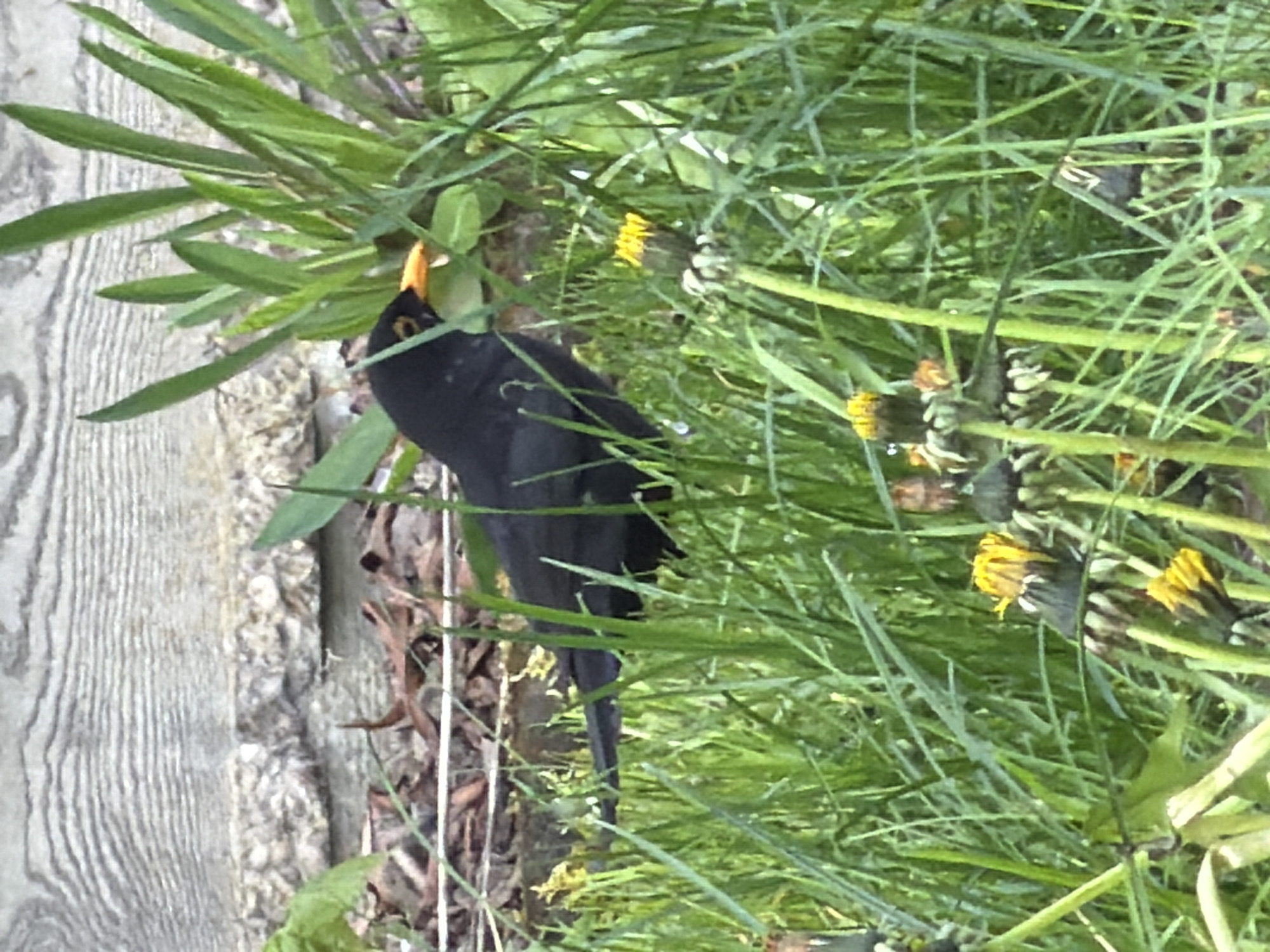 A blackbird with a bright yellow beak stands in a patch of grass and dandelions adjacent to a weathered wooden fence. The bird appears to be foraging. The location appears to be Esch-sur-Alzette, Luxembourg.
