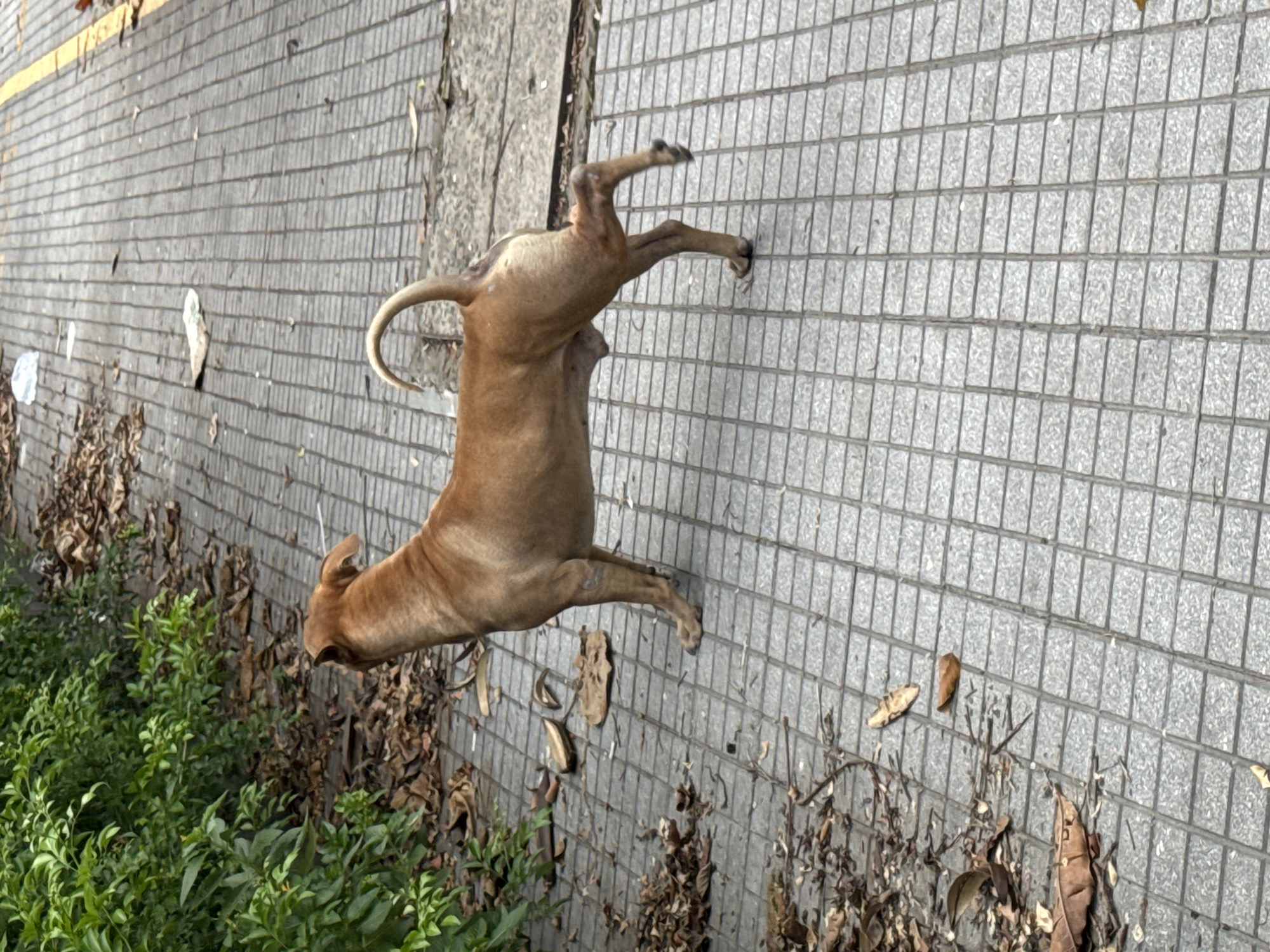 A medium-sized, light brown dog stands on a paved sidewalk next to a green bush. The dog is facing left, with its tail curled over its back. The sidewalk is made of square gray tiles, and there are scattered brown leaves on the ground. The bush is dense and leafy. The scene appears to be outdoors in a city. The presence of the paved sidewalk and the urban greenery suggests this could be a park or a street in Đà Nẵng, Vietnam.