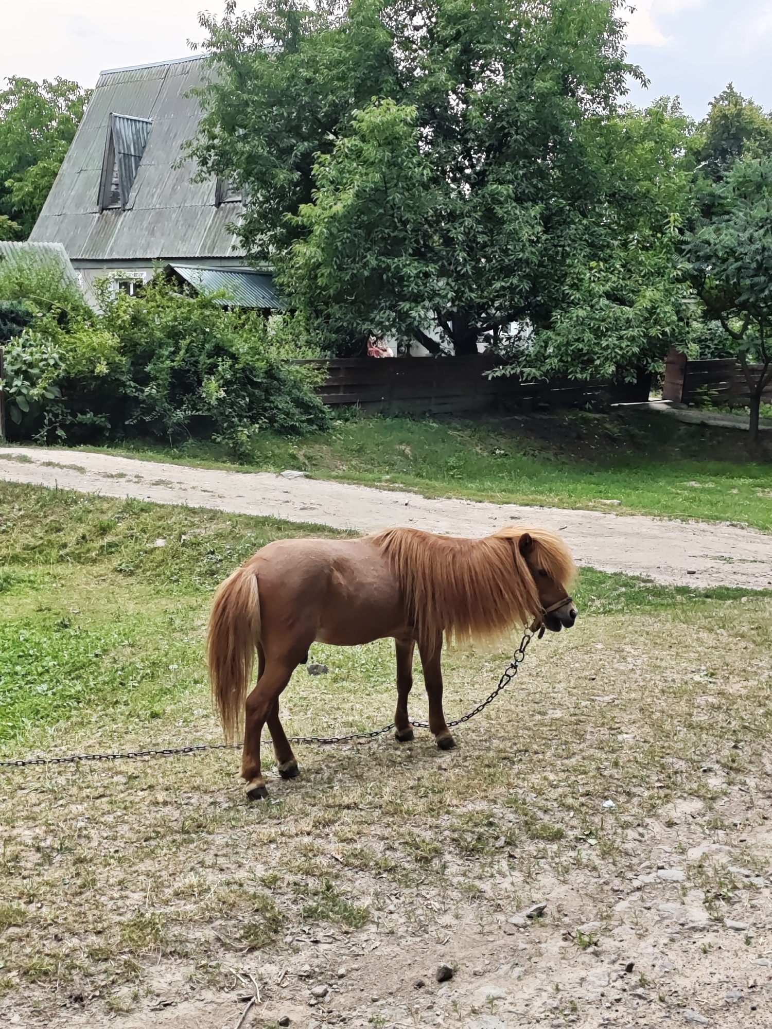 A light brown pony with a long blonde mane stands tethered by a chain in a grassy, dirt-pathed area. Behind the pony, a weathered building with a corrugated metal roof and a prominent dormer window is visible, surrounded by lush green trees. The building appears to be in a rural setting. The sky is overcast.