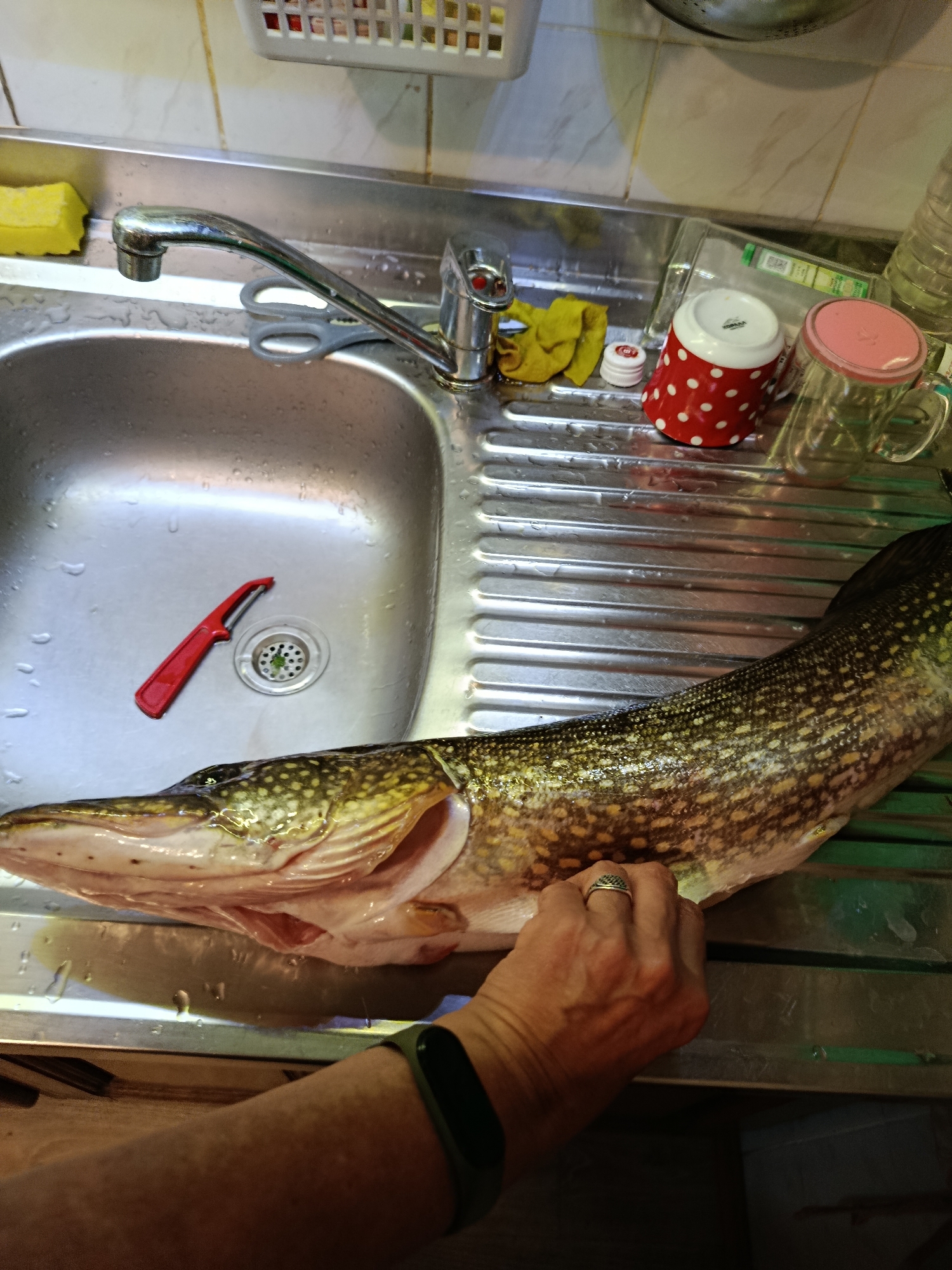 A raw, uncleaned pike fish lies on a metal ribbed drainboard next to a sink. A human hand, adorned with a ring, is visible holding the fish. In the sink, a red peeler is present. The background shows a kitchen environment with a faucet, a sponge, and various containers, including a red and white polka-dotted mug. There is no visible indication of the city of Saratov, Russia.