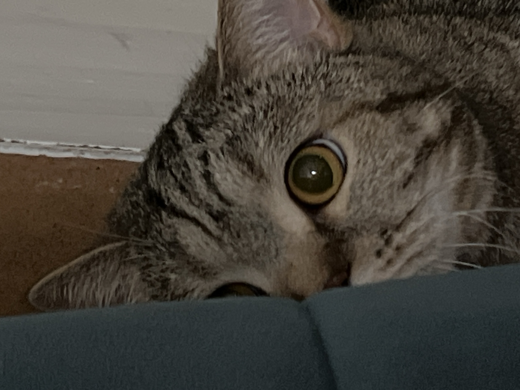 A close-up shot shows the head of a tabby cat, with visible gray and brown stripes. The cat's large, round, yellow-green eye is in sharp focus. Part of the cat's face is obscured by a blue cushion or blanket, suggesting it may be lying down. The background consists of a cream-colored wall. There's no indication of the location being Chaikovsky, Russia within the image.