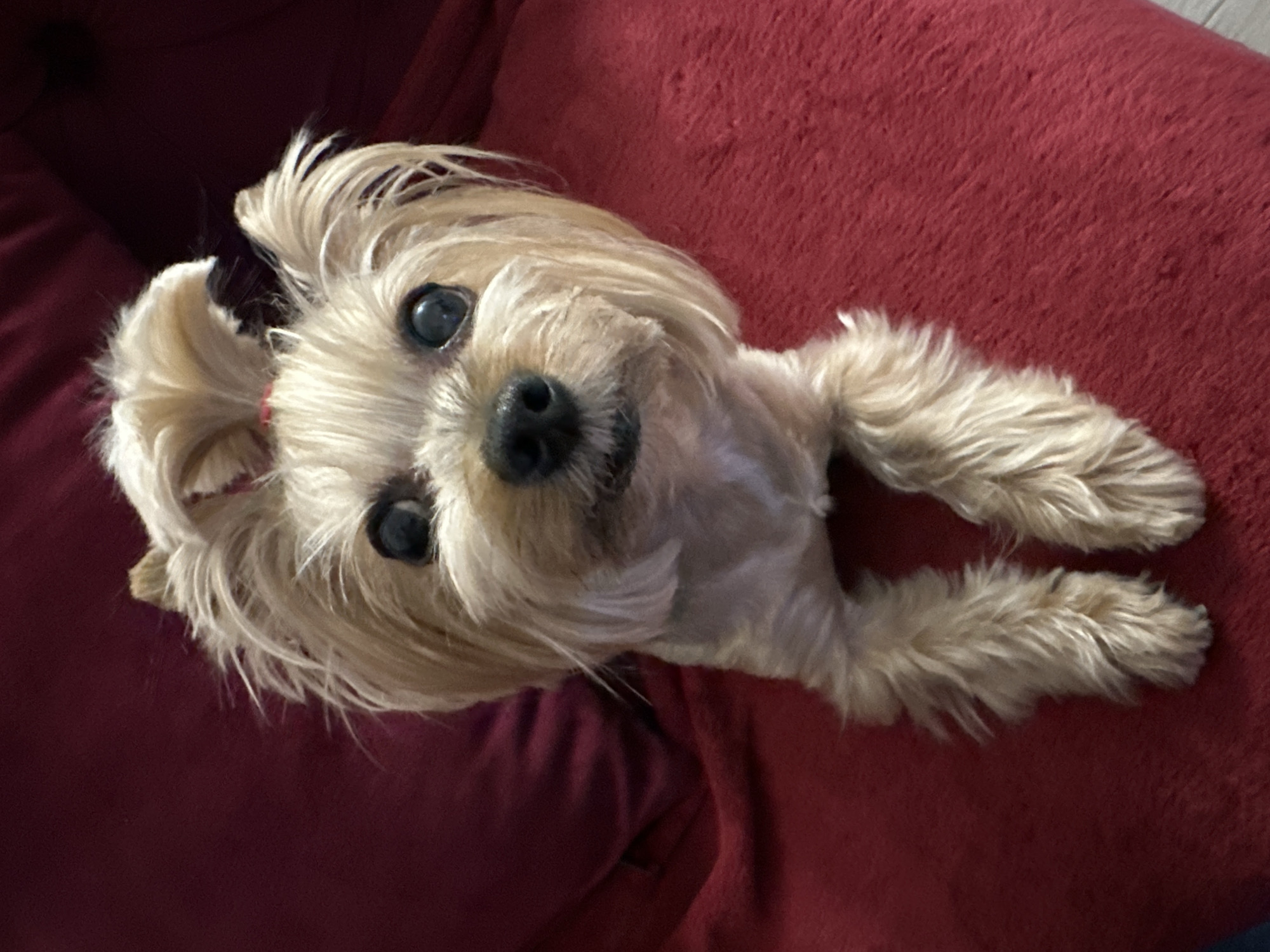 A small, light-tan Yorkshire Terrier dog is lying on a red couch. The dog is positioned with its head tilted upward towards the camera, and its front paws are outstretched. The dog has a black nose, dark eyes, and a small red bow visible in its hair. The couch appears to be made of a plush material. The location is not discernible from the image.