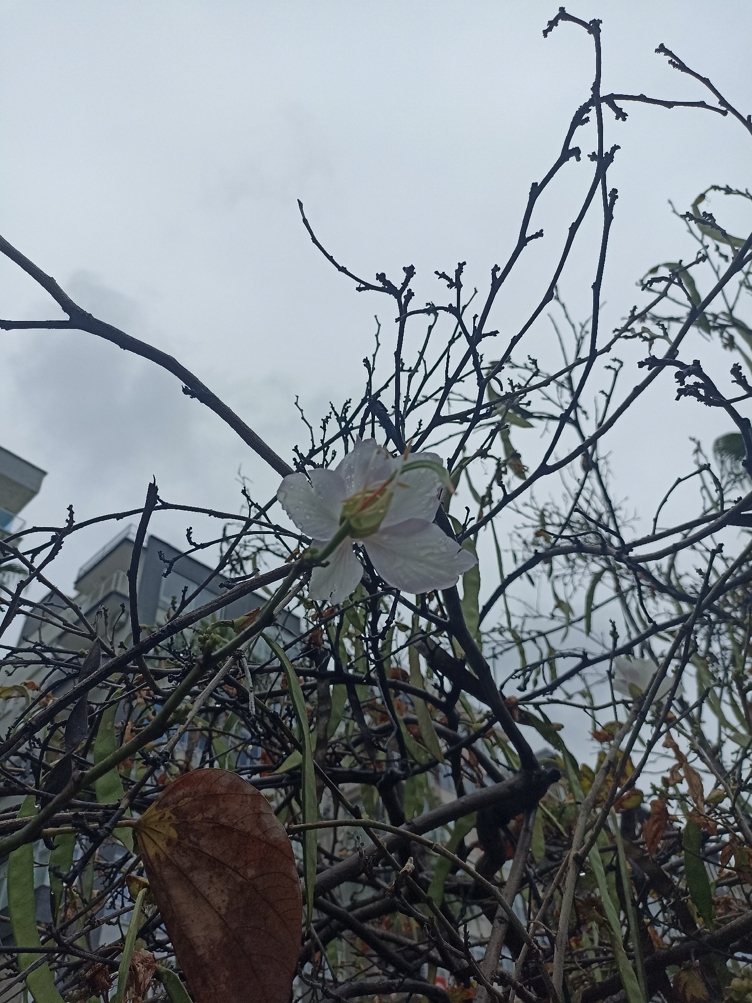 The image presents a low-angle view of a flowering tree or shrub, possibly a Bauhinia species, against an overcast sky. The location is likely Yenişehir, Turkey, though this is not directly discernible from the image content itself.
The plant has multiple bare branches, some with small buds, and some dried leaves, intertwined with long, green seed pods. A single, white flower is in focus, with water droplets on its petals, suggesting a recent rainfall. In the background, a modern, multi-story building is partially visible. The overall scene conveys a sense of late autumn or early spring in an urban setting.