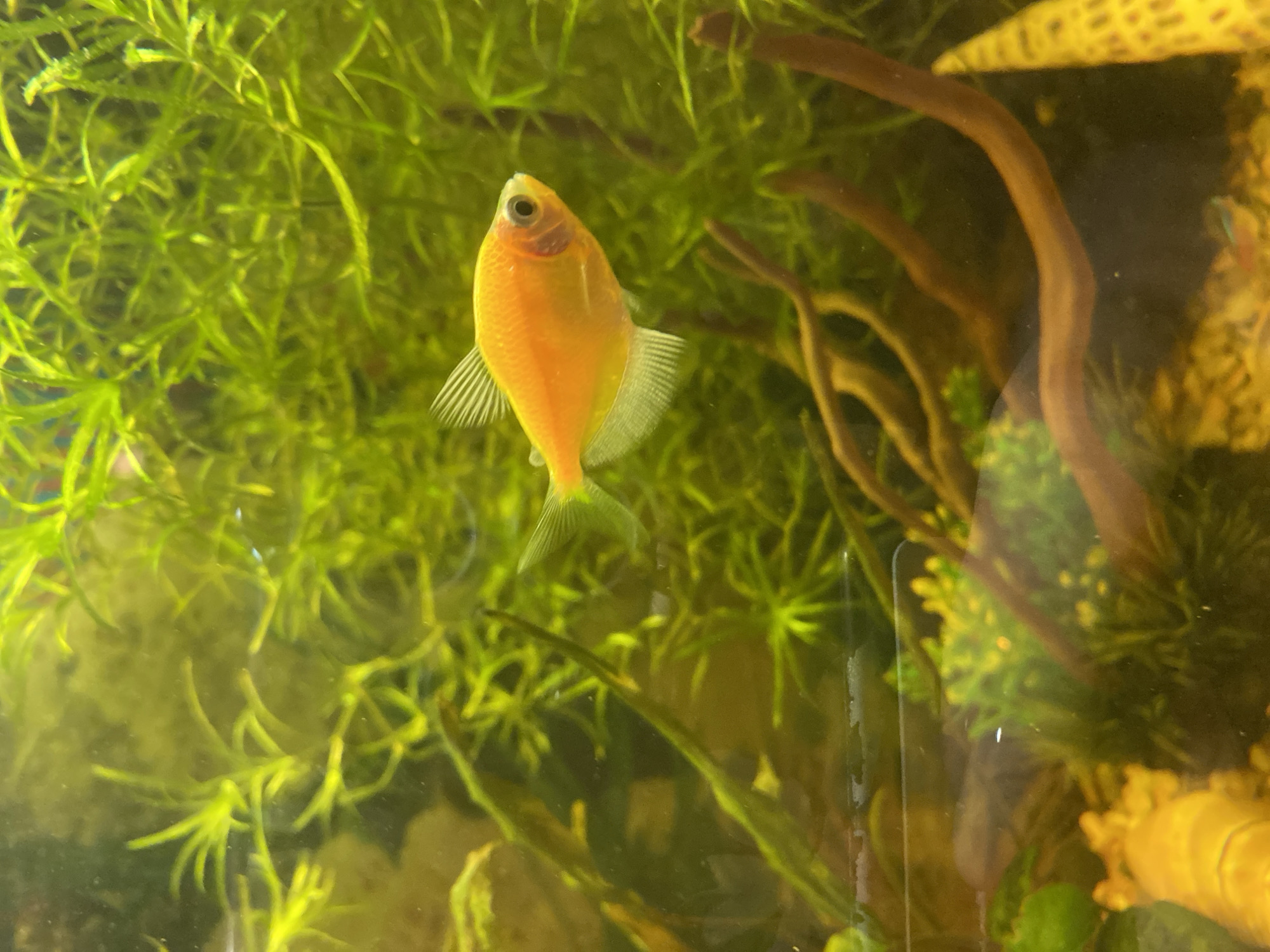 A brightly colored orange fish swims in an aquarium. The fish is in the center of the image and is illuminated by light. It is surrounded by green aquatic plants and some brown driftwood. The water appears clear. The image is a close-up shot, focusing on the fish and its immediate surroundings. There is no discernible information about the location in Volzhsk, Russia.