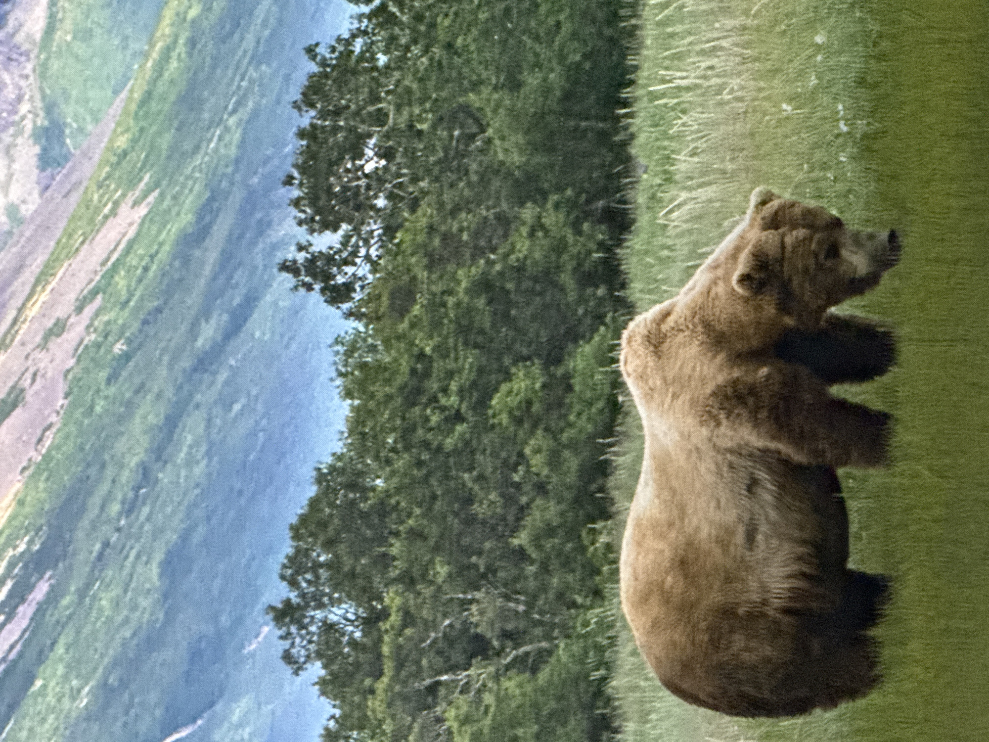 The image depicts a brown bear in a grassy field with a dense forest in the background and a mountain range beyond the trees. The bear is facing downwards, appearing to forage in the grass. The lighting suggests it is daytime. There is no indication of the city of Saratov, Russia, or any urban elements in the scene. The environment is natural and wild.