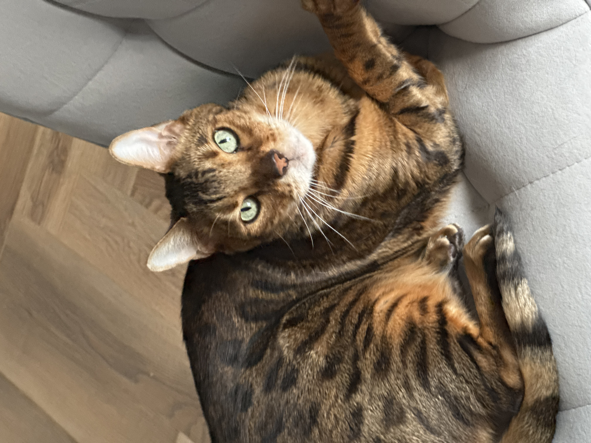 An indoor shot captures a Bengal cat with striking green eyes and a distinctive spotted coat, lying on a soft, light gray upholstered surface. The cat's fur exhibits a rich tapestry of brown and black markings, characteristic of its breed. Its gaze is directed towards the camera, with one paw casually extended. Behind the cat, a wooden floor with a light oak finish is visible. The lighting appears to be ambient, casting subtle shadows and highlighting the cat's features. The background is blurred, suggesting a shallow depth of field that keeps the focus solely on the feline subject. The setting is domestic and appears to be a living room or lounge area.