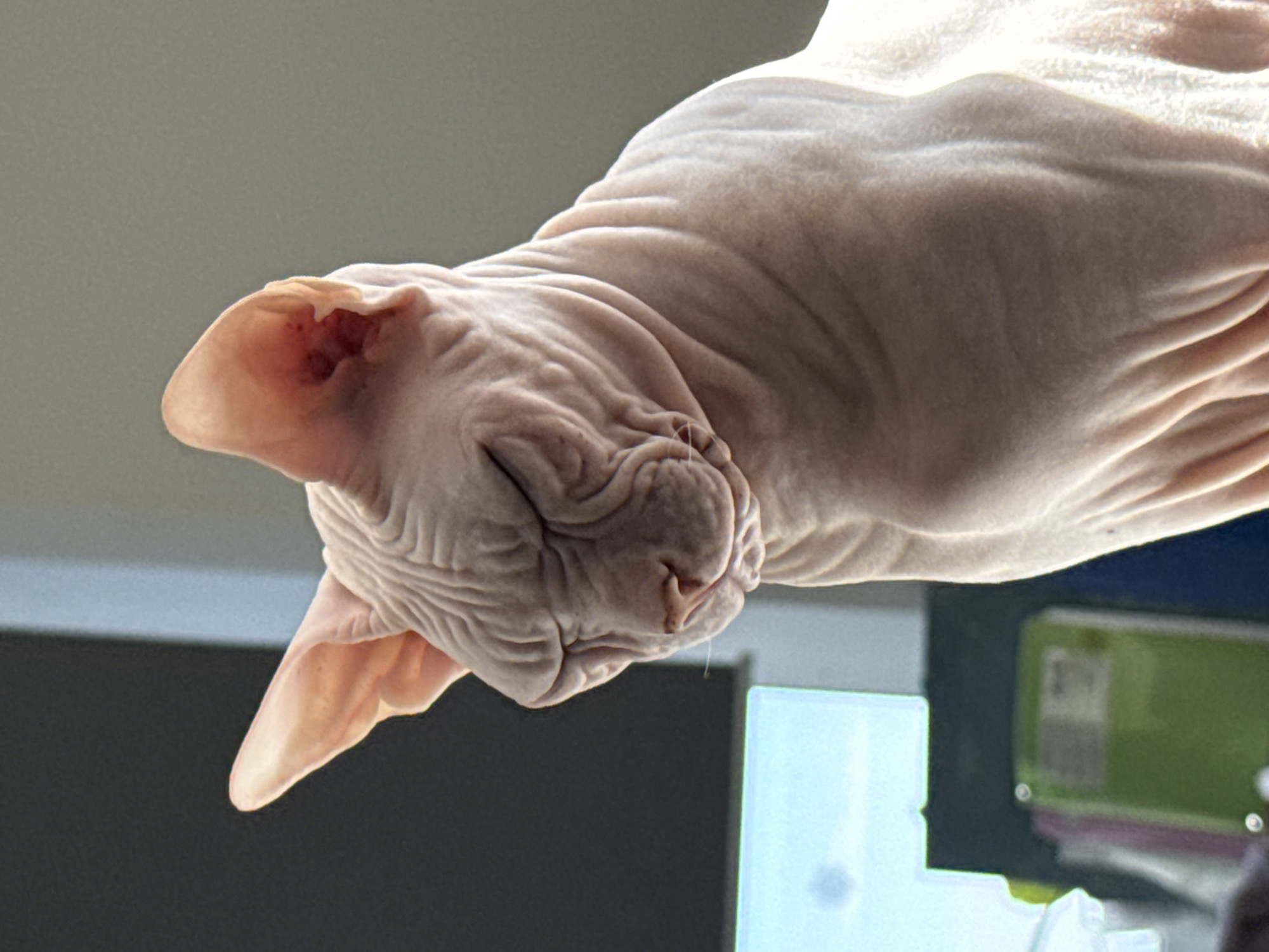 The image shows a close-up, low-angle shot of a hairless cat, likely a Sphynx breed. The cat's head is tilted downwards, with its eyes closed and its face exhibiting prominent wrinkles. The cat's large, expressive ears are a notable feature. The lighting suggests it might be daytime, with natural light illuminating the cat from the side and slightly above, creating shadows that highlight the texture of its skin. The background is out of focus, but appears to be an indoor setting, possibly near a window or light source, with some blurred objects and surfaces visible. There is no visible text in the image. The cat appears to be relaxed or sleeping. No specific activity is taking place other than the cat resting. The overall impression is one of intimacy and focus on the unique features of the animal.