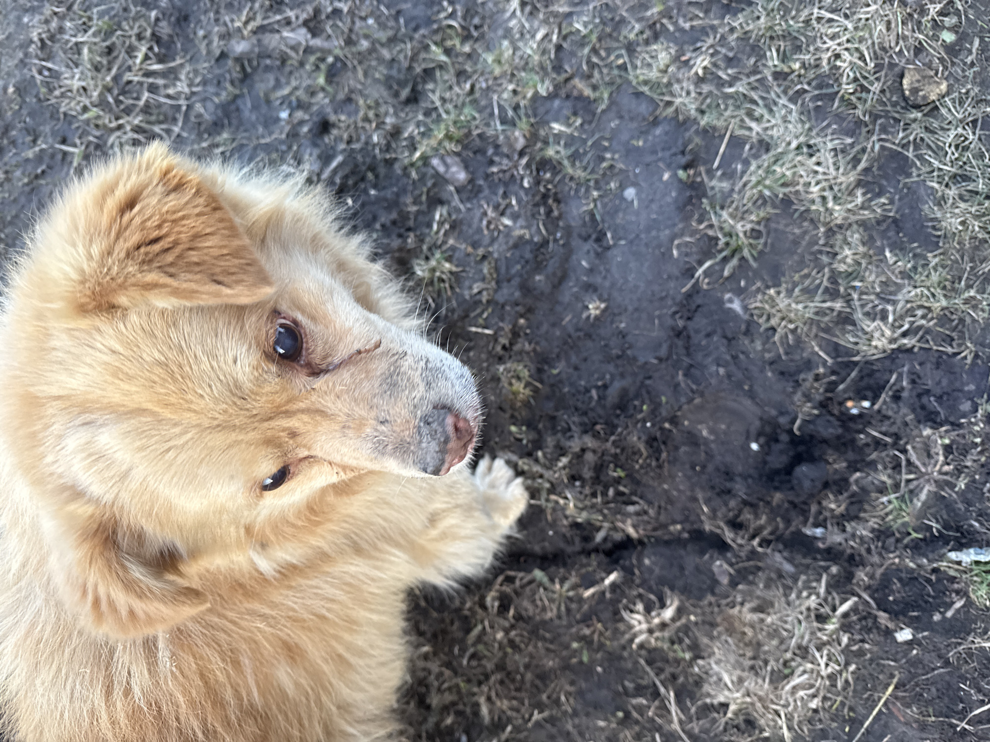 The photograph shows a light brown, medium-sized dog looking upwards. The dog is positioned on a patch of ground that appears to be a mix of dark soil and dead grass. The setting is outside, likely a yard or field.