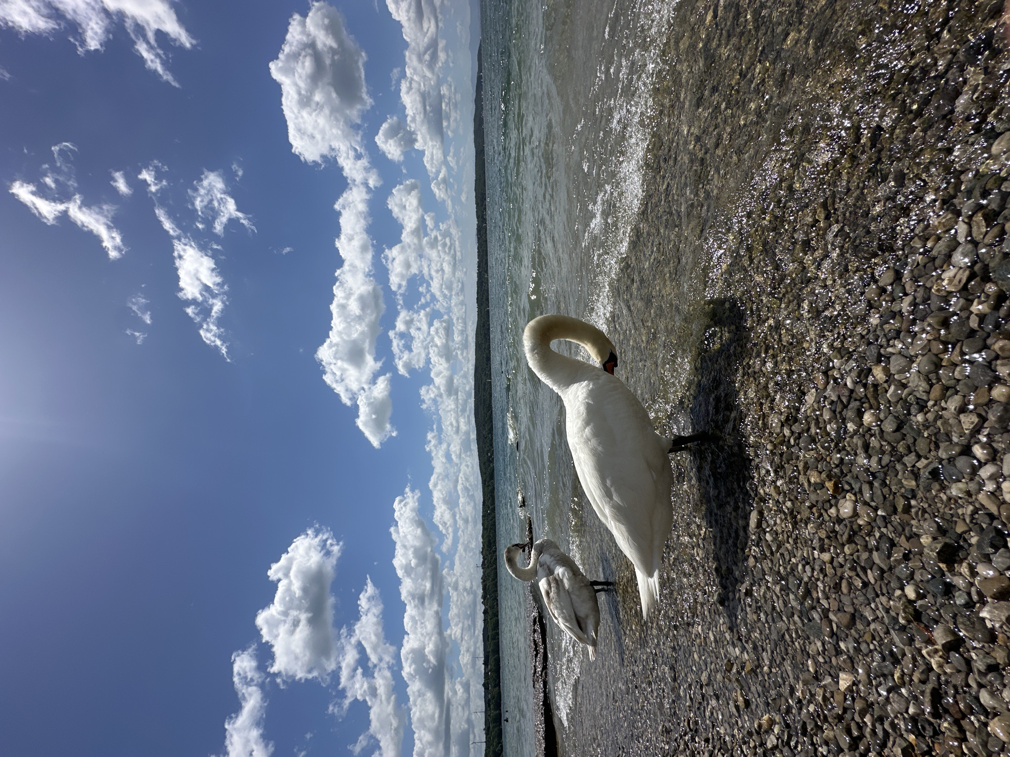 Two swans are standing on the pebble shore of Lake Starnberg in Germany. The swan in the foreground is white and is bending its neck down towards the water, with its head touching its chest. The second swan, lighter in color, is standing behind the first swan, facing left and slightly looking down. The water is clear with small waves lapping the shore. In the background, a treelined horizon stretches across the image, with mountains visible in the distance. The sky is a vibrant blue with scattered white cumulus clouds. The sun is shining brightly, casting reflections on the water and illuminating the scene.