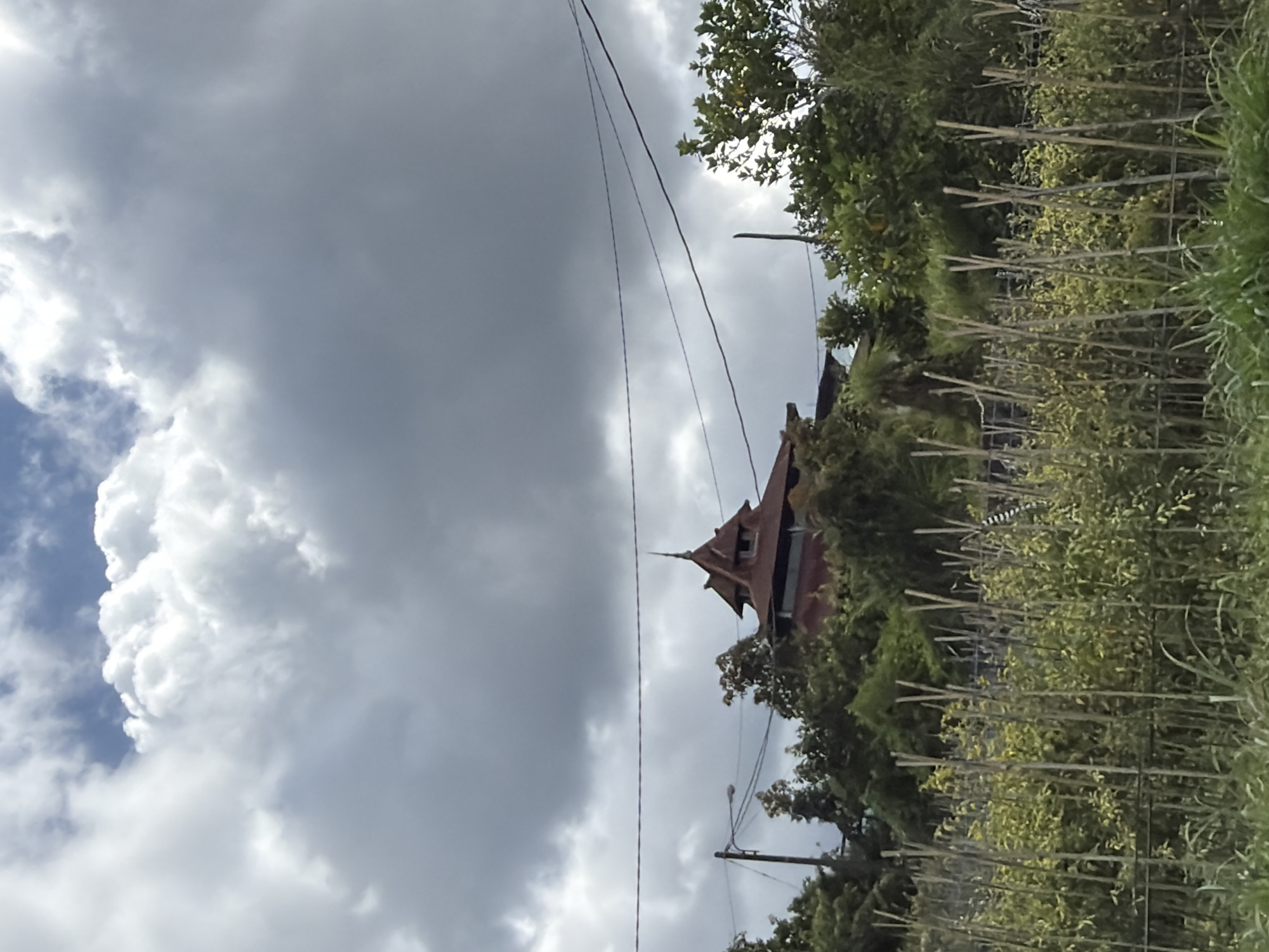 The image shows a multi-tiered, reddish-brown roof structure, possibly a mosque or traditional building, nestled amongst lush green trees in the Petang region of Indonesia. The building's architectural style features pointed gables and a prominent spire. Several power lines traverse the sky above the structure and trees. In the foreground, a field of tall, thin bamboo stakes supports rows of low-lying green plants, indicative of agriculture. The sky is a mix of dark, ominous clouds and patches of brighter sky. The overall impression is a rural or semi-rural landscape with a visible building and cultivated land.