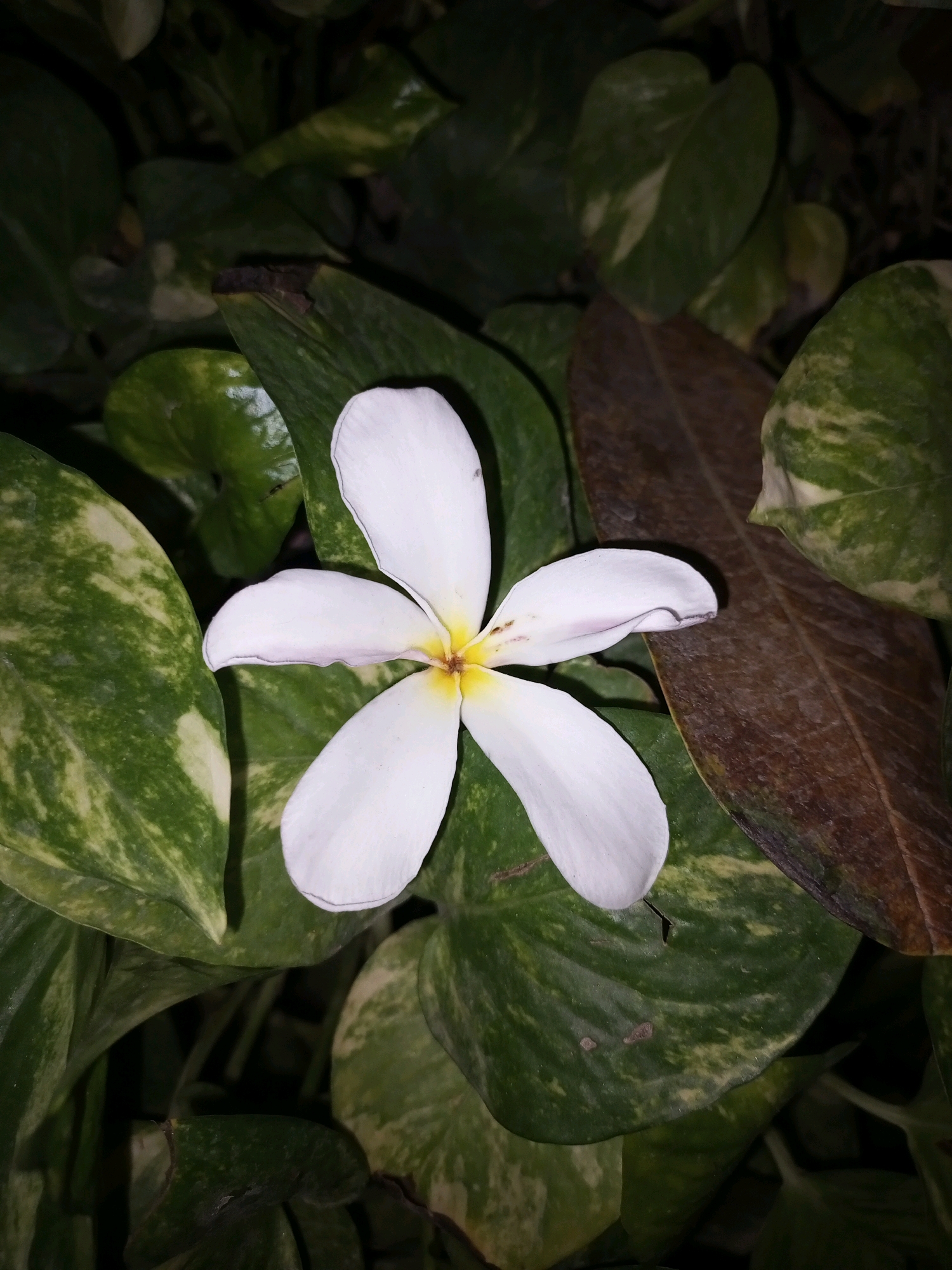 A solitary white plumeria flower with a yellow center rests atop lush green foliage. The leaves exhibit a mottled pattern of green and cream. A single brown, dried leaf is visible to the right of the flower. The background is dark, suggesting the image was taken at night or in low light conditions. The scene is likely a garden or outdoor space in Pakpattan, Pakistan, as indicated by the query.