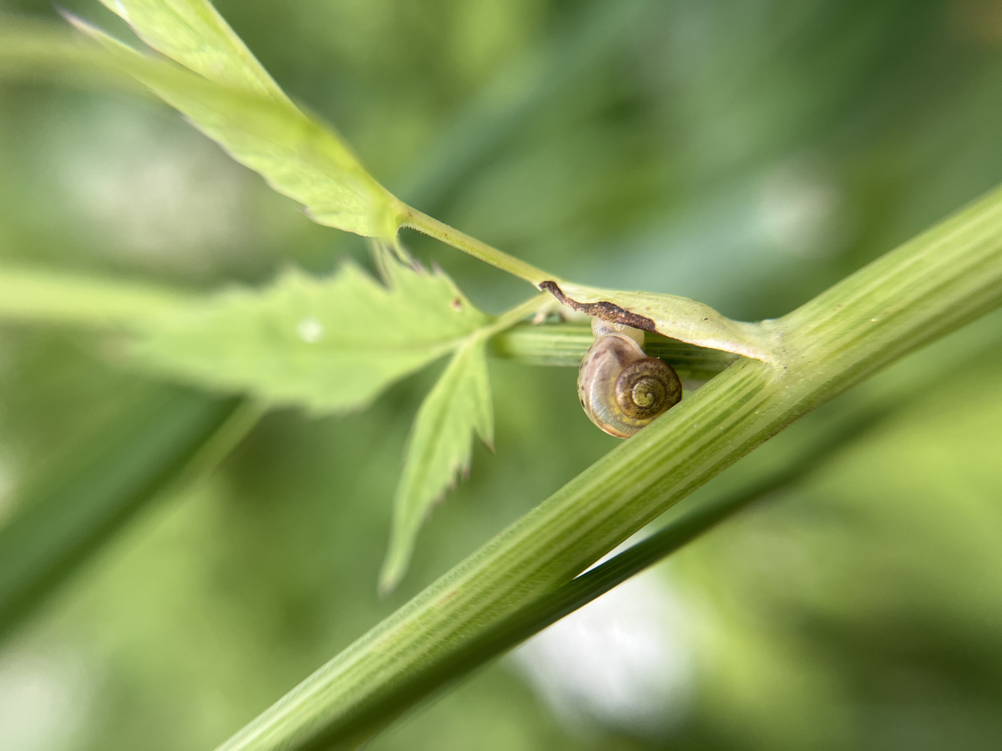 The image is a close-up, shallow depth of field photograph of a small snail on a green plant stem. The snail is light brown with a coiled shell and is attached to the stem, which has prominent vertical ridges. A delicate, feathery green leaf is visible behind the stem, also in soft focus. The background is a blur of green, suggesting a natural, leafy environment. The lighting appears natural and diffused, hinting at an outdoor setting, possibly during daylight hours. No text is visible in the image. The focus is entirely on the snail and the immediate plant it is on, highlighting the intricate details of the shell and the texture of the stem. The overall mood is calm and serene, focusing on the small details of nature.