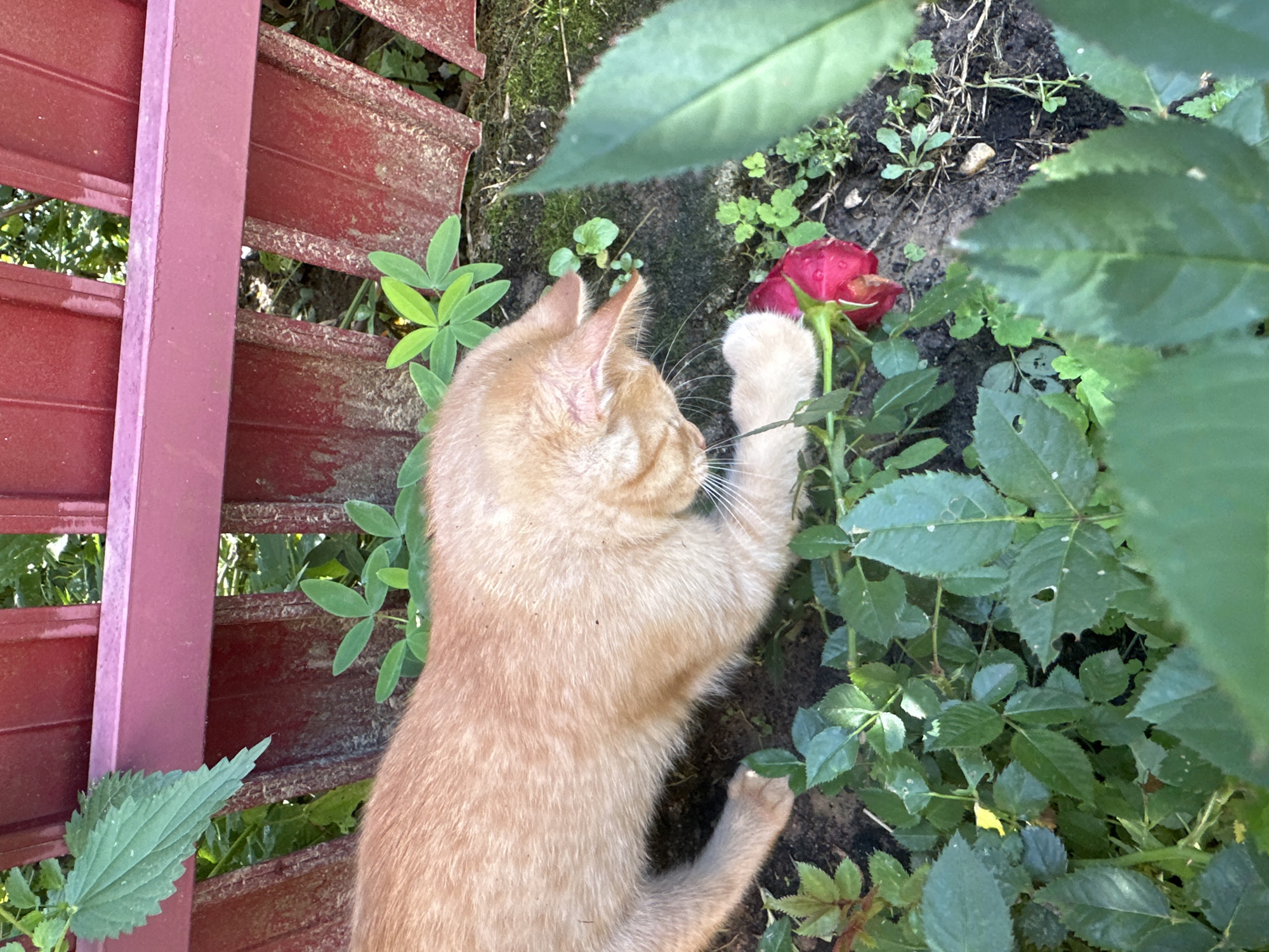 An orange tabby cat is partially visible in the lower left quadrant of the image, reaching out a paw towards a single red rose in the foreground. The cat's fur is a light orange with some darker tabby markings. It is positioned low to the ground, surrounded by green foliage. The rose is a deep red, with visible water droplets on its petals, and it is partially obscured by leaves. The background features a red metal fence with vertical slats. The ground appears to be soil with patches of moss and small green plants. The lighting suggests an outdoor setting, possibly a garden. The scene is captured from a slightly elevated perspective, looking down on the cat and the rose. There are no visible people or any identifiable landmarks that would indicate a specific location within the city of Vilnius, Lithuania.