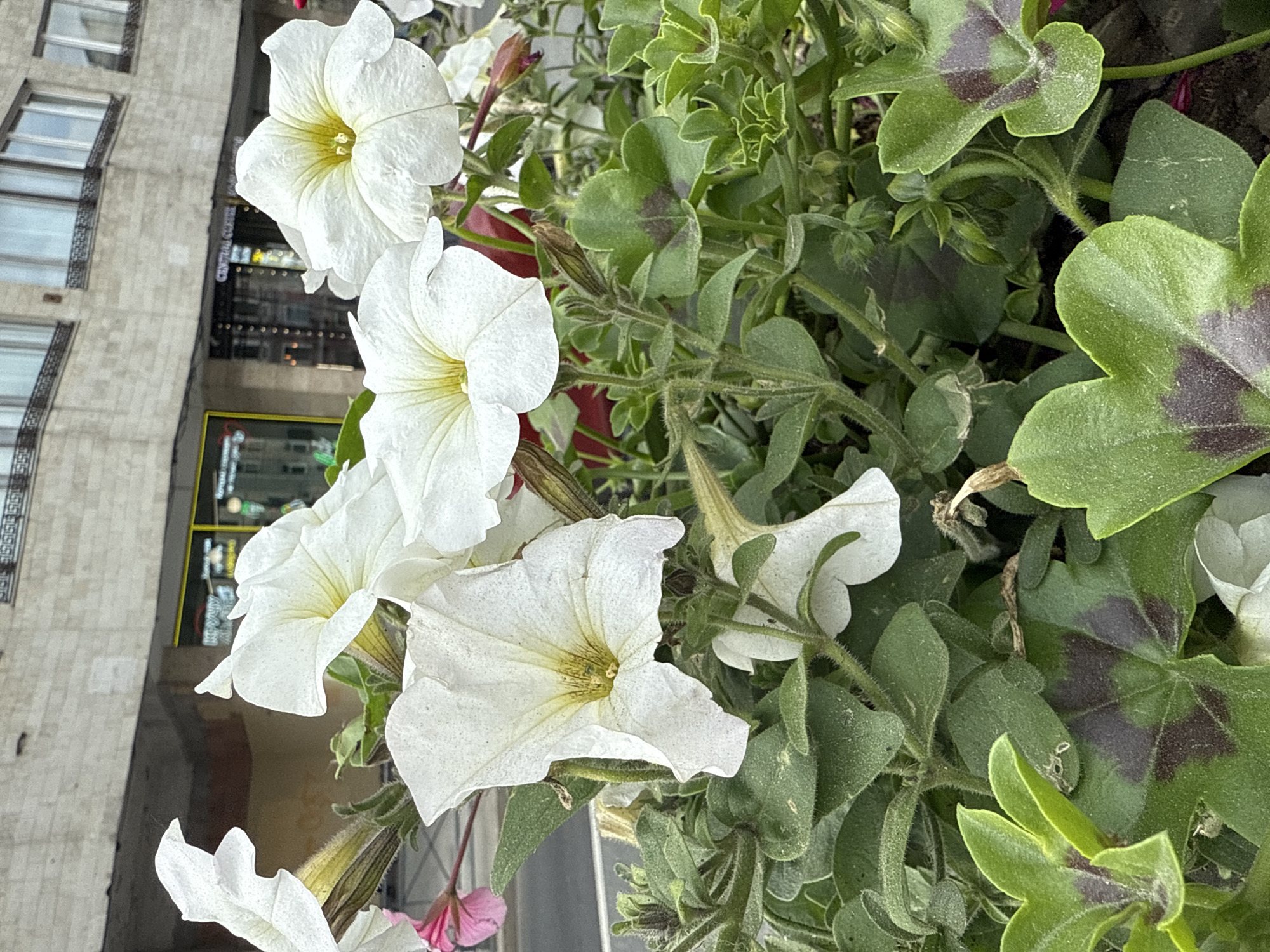 The image displays a close-up view of white petunia flowers and lush green foliage in an urban setting, identified as Saint Petersburg, Russia. The perspective is angled, with the vibrant flowers and leaves occupying the foreground and much of the right side of the frame, while a multi-story building stands in the background to the left.
The dominant subjects are several large, white, trumpet-shaped petunia blossoms, some fully open with visible yellowish centers, and others appearing as closed buds. The surrounding foliage includes fuzzy green leaves characteristic of petunias, along with broader, clover-like green leaves. Many of these larger leaves feature distinctive dark reddish-brown markings, suggesting they might belong to a plant like Oxalis triangularis, commonly used in mixed planters.
In the background, a light-colored building, possibly constructed of stone or concrete, rises. It features multiple rectangular windows, some equipped with dark, ornate iron railings that might be part of balconies or decorative ledges. Below these windows, a darker facade reveals a brightly lit sign. Partially legible text on this sign indicates "CENTRAL CUISINE," suggesting the presence of a restaurant or similar establishment. The surface to the left of the building appears to be a street or pavement with a muted, speckled gray and beige texture.
The scene is well-lit, indicating daytime. No individuals are visible, and no specific event or activity is taking place beyond the natural blooming of the flowers in an urban planter or garden.