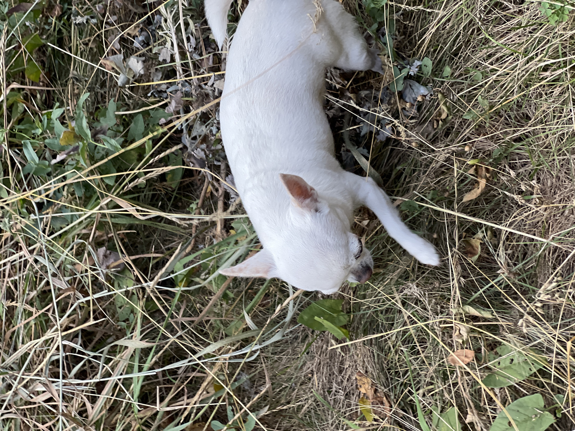 A small, white chihuahua is walking through dry grass and foliage. The dog is facing to the left of the frame with its head down, appearing to be sniffing the ground. Its ears are pointed upwards. The background consists of an abundance of dry, straw-like grass with some green leaves and brown debris scattered throughout. The lighting suggests an outdoor setting during daylight. The location is identified as Fontanka, Ukraine.