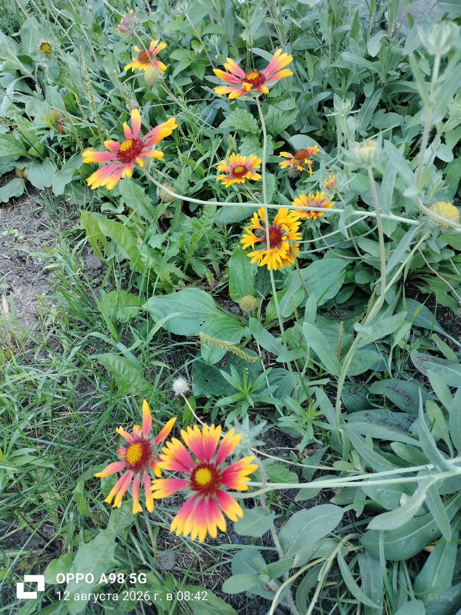 This image shows a close-up view of several Gaillardia flowers with yellow and red petals. The flowers are surrounded by green foliage and grass. In the bottom left corner, there is a watermark that reads "OPPO A98 5G 12 августа 2026 г. в 08:42". The scene appears to be an outdoor setting, likely a garden or park, with soil visible in the background. The flowers are in various stages of bloom. The overall impression is one of a natural, outdoor environment.