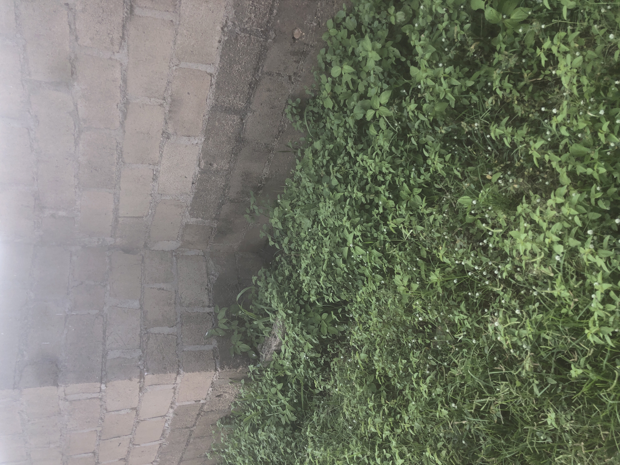 The image depicts an outdoor scene featuring an unfinished brick wall on the right and center, with vegetation encroaching at its base. The wall is constructed from light-colored cinder blocks, with visible mortar lines and some areas of dampness or staining. The ground is densely covered with green grass and broad-leafed plants, some of which have small white flowers. The lighting suggests an overcast day, with a slightly hazy or foggy quality to the upper portion of the image. The scene is likely an exterior area, possibly a construction site or an undeveloped plot of land, given the unfinished wall and abundant natural growth. No people are present in the image. The setting is consistent with an outdoor environment in Jalingo, Nigeria, characterized by such building materials and prevalent vegetation.