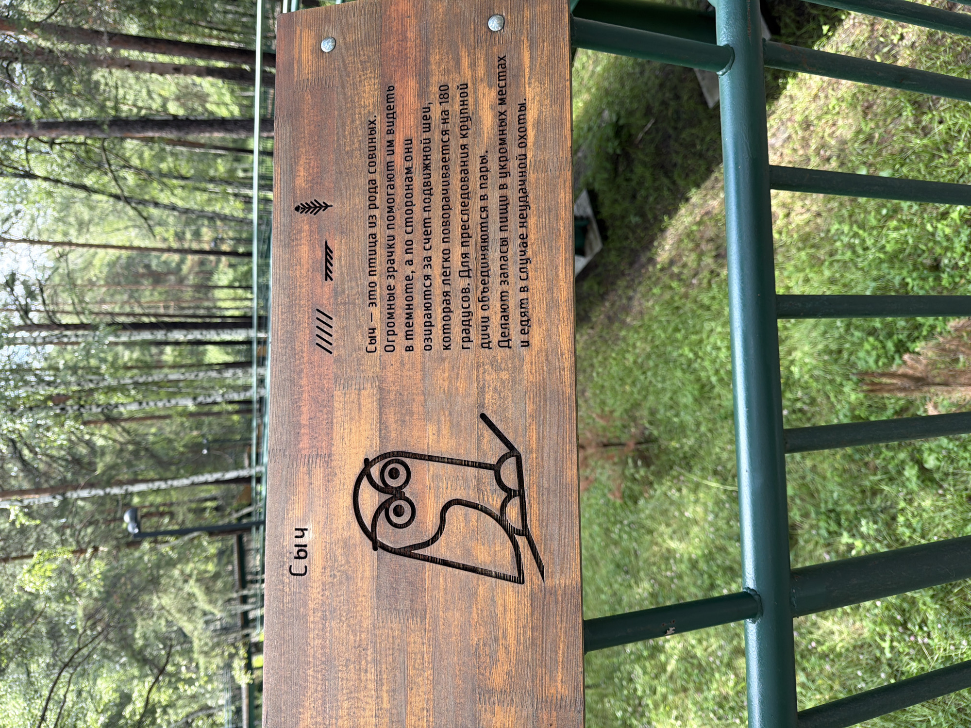 The image shows a wooden sign with an illustration of an owl and Russian text. The text, written in Cyrillic, translates to: "Sych is a bird of the owl family. Huge pupils help them to see in the dark, and they look around due to a flexible neck, which easily turns 180 degrees. For hunting large prey, they unite in pairs. They store food in secluded places and eat in case of unsuccessful hunting." The sign is located in a park or natural area with trees in the background and green metal railings in the foreground. Based on the context of the provided information, this sign is likely located in the city of Zarechny, Russia.