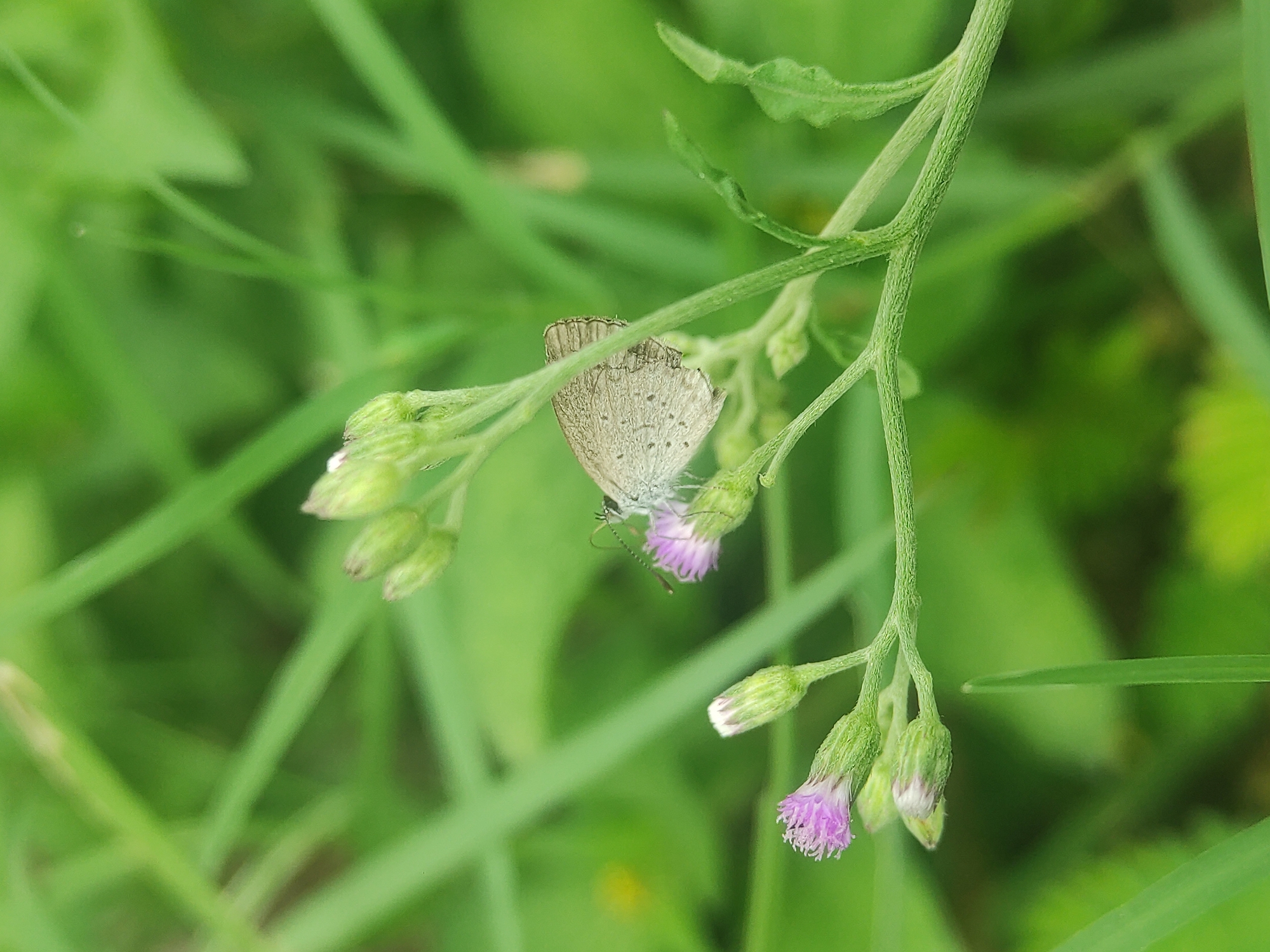 A small, gray butterfly rests on a flowering plant with green stems and small purple and white flowers. The scene is dominated by green vegetation, with blades of grass and other plants out of focus in the background. The butterfly is positioned on one of the open purple flowers, its wings closed. The image is taken outdoors in daylight. It is not possible to confirm the location is in Lhokseumawe, Indonesia from the image alone.
