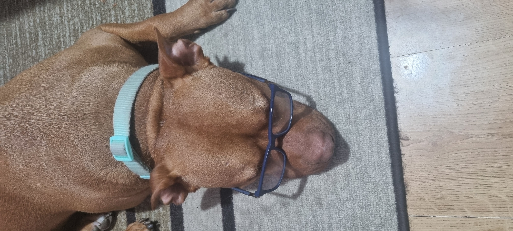 A brown dog wearing blue glasses lies on a gray rug. The dog has a light blue collar. A portion of the rug is next to a wood floor. The location is unknown.