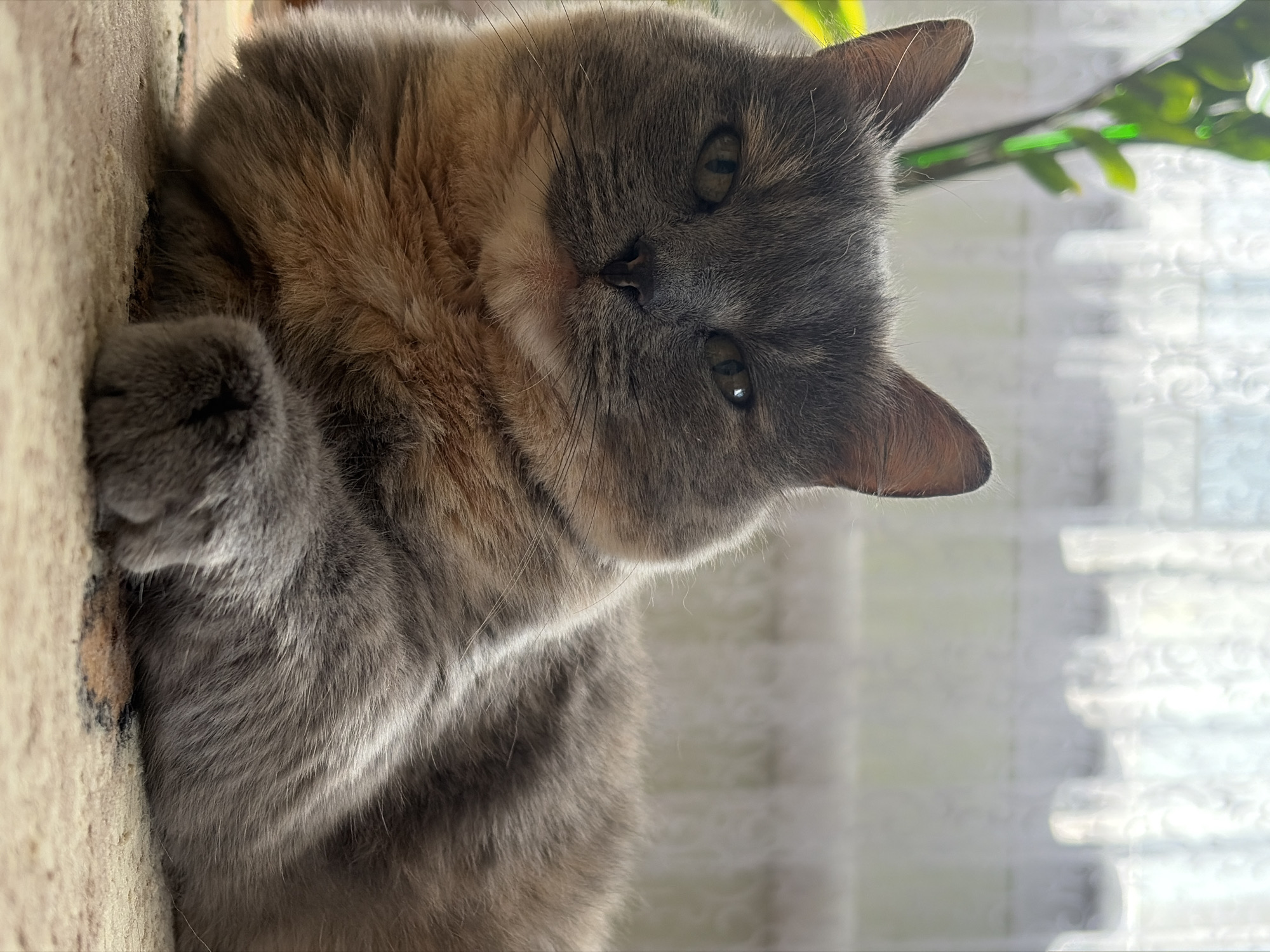 An adult dilute tortoiseshell cat lies on a beige carpet with a subtle pattern. The cat's fur is a mix of gray, cream, and dilute orange. Its front paws are tucked beneath its chest, with one paw visible in the foreground. The cat is looking directly at the camera with a calm expression. Behind the cat, sheer white curtains hang in front of a window, allowing diffused sunlight to illuminate the scene. To the left, a blurry green plant with thick stems and leaves is visible. The lighting creates a soft glow, highlighting the cat's fur and casting subtle shadows. The overall impression is one of domestic tranquility.