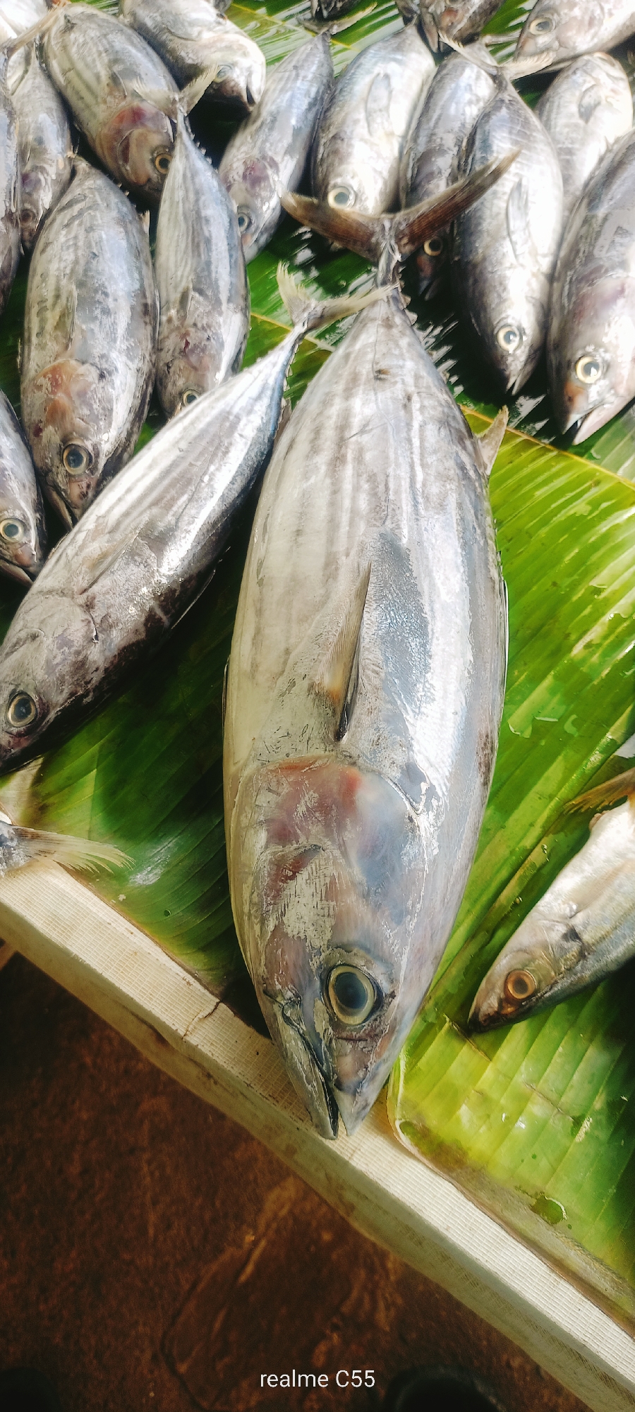 The image shows a close-up, top-down view of several freshly caught fish laid out on a bed of large, green banana leaves. The fish are silver with dark stripes and appear to be a type of tuna. One large fish dominates the center of the frame, its head facing towards the viewer, with its eye clearly visible. Other smaller fish are arranged around it, some with their heads facing left and others facing right. The fish are on a wooden surface, possibly a market stall. The background is dark and out of focus, suggesting an outdoor setting, possibly in a market in Lhokseumawe, Indonesia, where such displays of fresh seafood are common. The lighting is natural and appears to be daylight. There are no people visible in the image. The overall impression is one of a fresh catch displayed for sale.