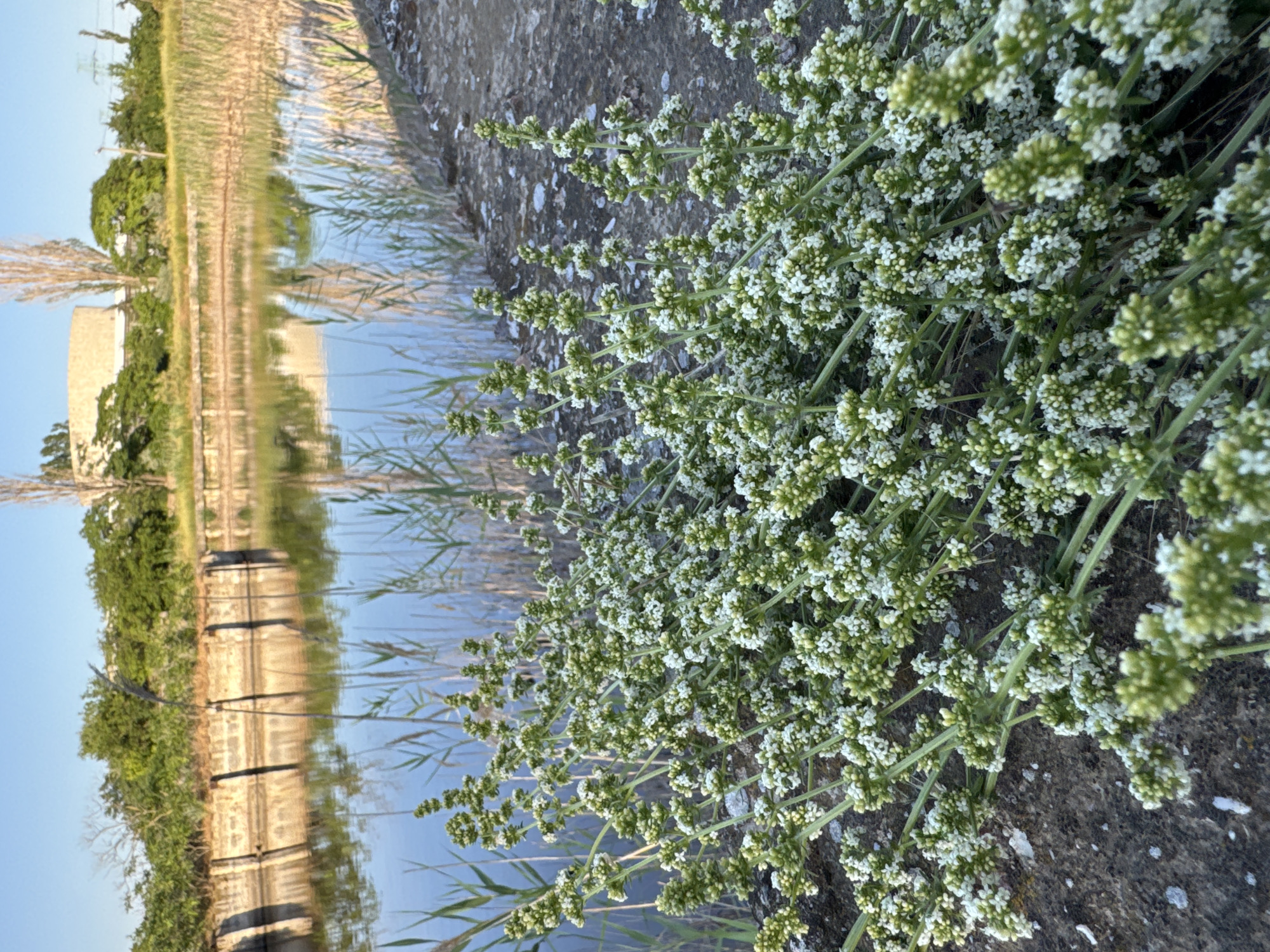 This image captures a close-up view of a flowering plant with numerous small white blossoms, positioned in the foreground. The plant's stems are green and slightly woody, supporting clusters of tiny flowers. The background is blurred, showing a reflective surface that appears to be water, possibly a canal or pond. On the left side of the reflective surface, there is a reflection of a building with a light-colored facade, surrounded by greenery and trees. Tall grasses or reeds are visible along the edge of the water. The overall lighting suggests it is daytime, likely late afternoon or early morning due to the soft light and the calm surface of the water. The scene evokes a sense of natural tranquility. The location context is Odesa, Ukraine.