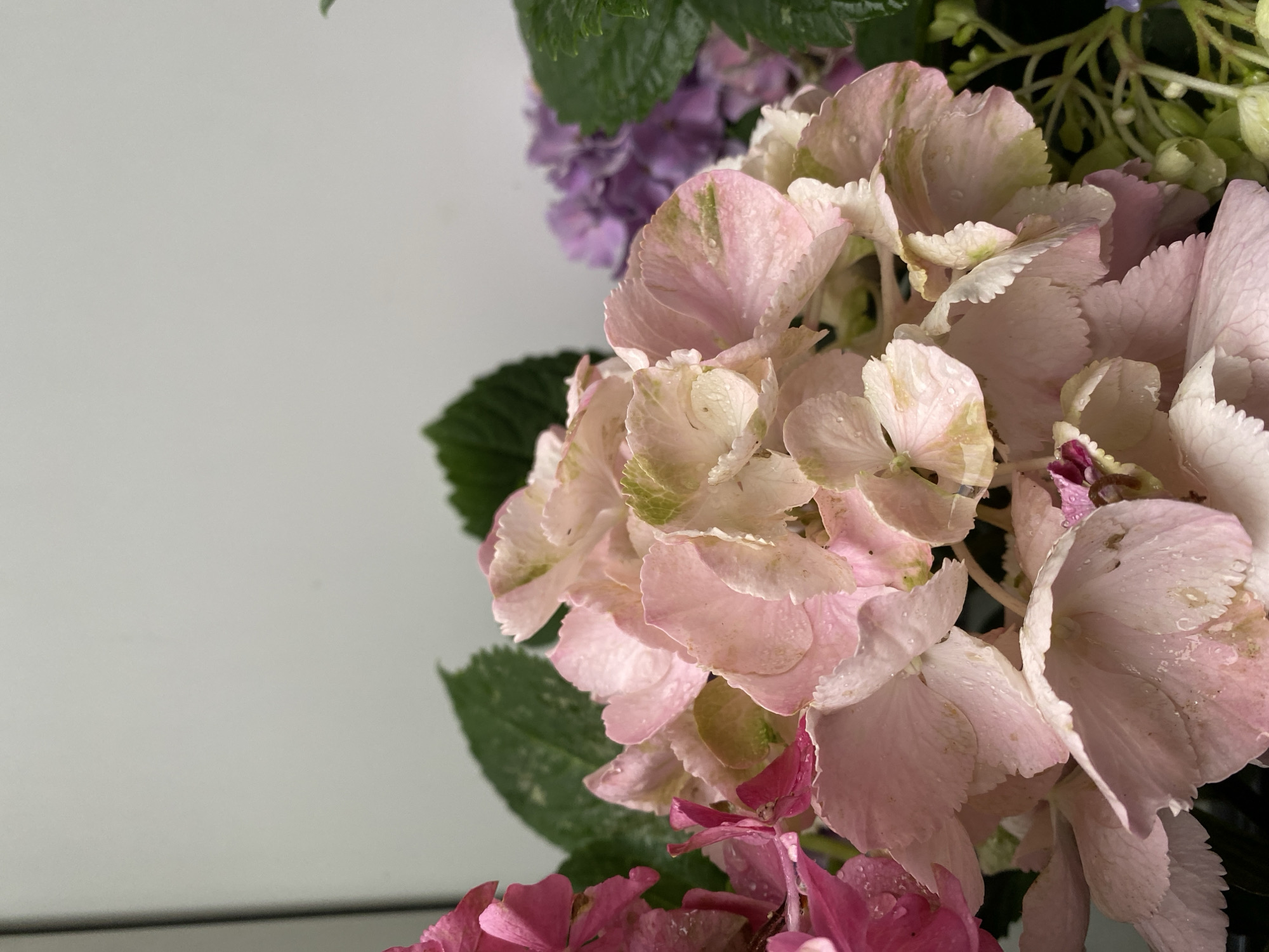 In Bad Sachsa, Germany, a close-up shot captures a bouquet of hydrangeas against a plain, light-colored wall. The foreground is dominated by clusters of pale pink and some lighter, almost white hydrangea blooms, some with subtle hints of green. Water droplets glisten on the petals, suggesting recent watering or dew. To the left, a few bright pink hydrangea petals are visible. In the background, slightly out of focus, are deeper purple hydrangea blooms, adding depth and contrast to the arrangement. Lush green hydrangea leaves are interspersed throughout the bouquet, framing the flowers. The lighting is soft, highlighting the delicate textures and colors of the hydrangeas. There are no people or animals present in the image.