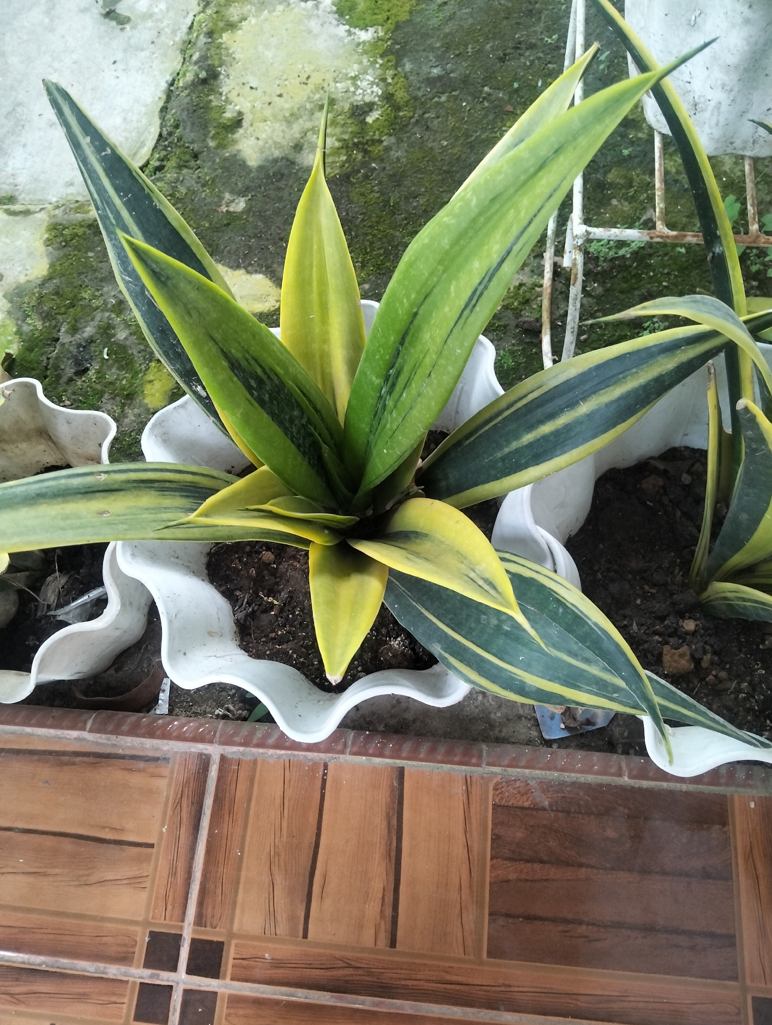 A close-up, high-angle shot shows a potted Sansevieria trifasciata 'Laurentii' plant situated outdoors. The plant's variegated leaves, featuring green edges and yellow stripes, fan out from its center. It is planted in a white, wavy-edged pot filled with dark soil. Behind the plant, a mottled gray wall with patches of green moss is visible, along with a weathered white metal plant stand. The foreground is occupied by a tiled surface with a wood-grain pattern, arranged in a grid of rectangular tiles. The scene is well-lit, likely by natural daylight. The location is identified as Payagaboh, Indonesia.