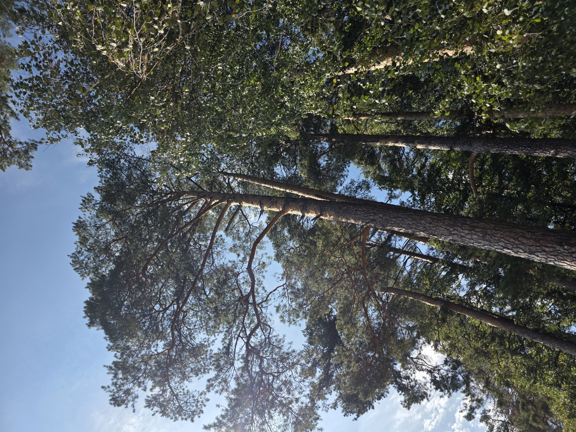 This image depicts a forest scene with tall trees, primarily pine and birch, reaching towards a clear blue sky. The perspective is looking upwards from the ground, emphasizing the height of the trees and the canopy overhead. Sunlight filters through the leaves, casting dappled light on the trunks. The image does not contain any people or specific urban features to indicate a location within the city of Chebarkul, Russia. It is a naturalistic representation of a forest environment.