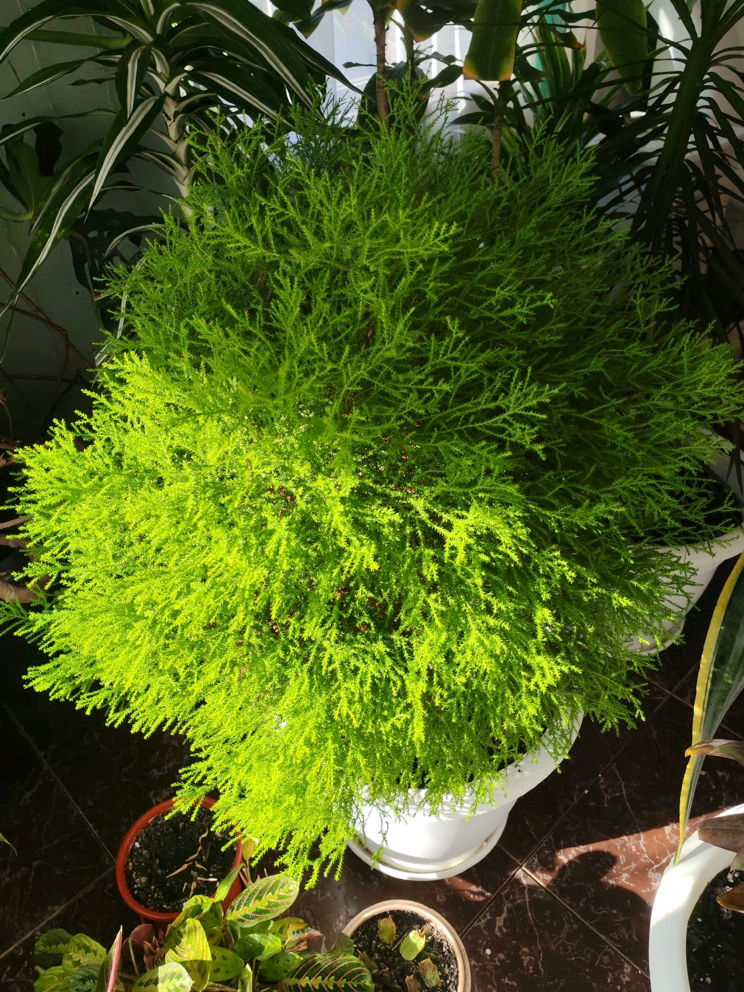 The image depicts an indoor scene with several potted plants. The primary subject is a large, vibrant green cypress plant in a white pot, positioned centrally. To the left and behind the cypress are two plants with long, green and white striped leaves. To the right of the cypress, a portion of another plant with long, variegated leaves is visible. In the foreground, several smaller potted plants are arranged on a dark, tiled floor. The lighting suggests a sunny environment, with light casting shadows on the floor. No people are present in the image. The scene is indoors, likely a home or greenhouse, and no specific location in Sevastopol, Ukraine can be determined from the visual information provided.