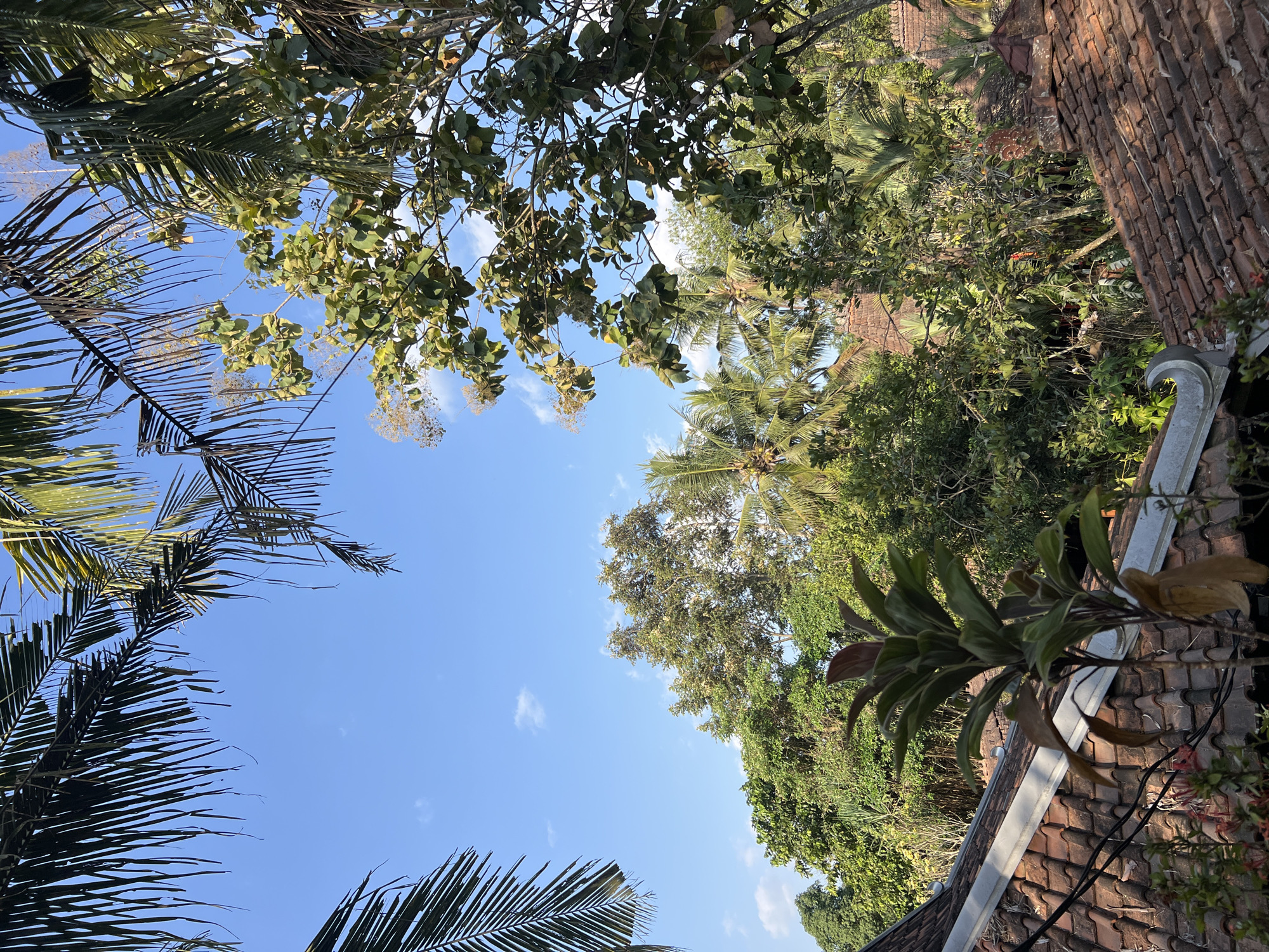 The image shows a view of tiled rooftops and lush vegetation under a bright blue sky with scattered white clouds. Palm fronds frame the top portion of the image, suggesting a tropical or subtropical climate. The rooftops are made of traditional, reddish-brown clay tiles. Various types of trees and plants are visible, including palm trees, indicating a location with abundant greenery. Some structures, possibly houses or buildings, are partially visible through the foliage, with architectural elements suggesting a traditional style, consistent with the location in Tlogoadi, Indonesia. The scene appears to be a daytime exterior shot, possibly taken from an elevated vantage point. No people or specific actions are depicted in the image.
