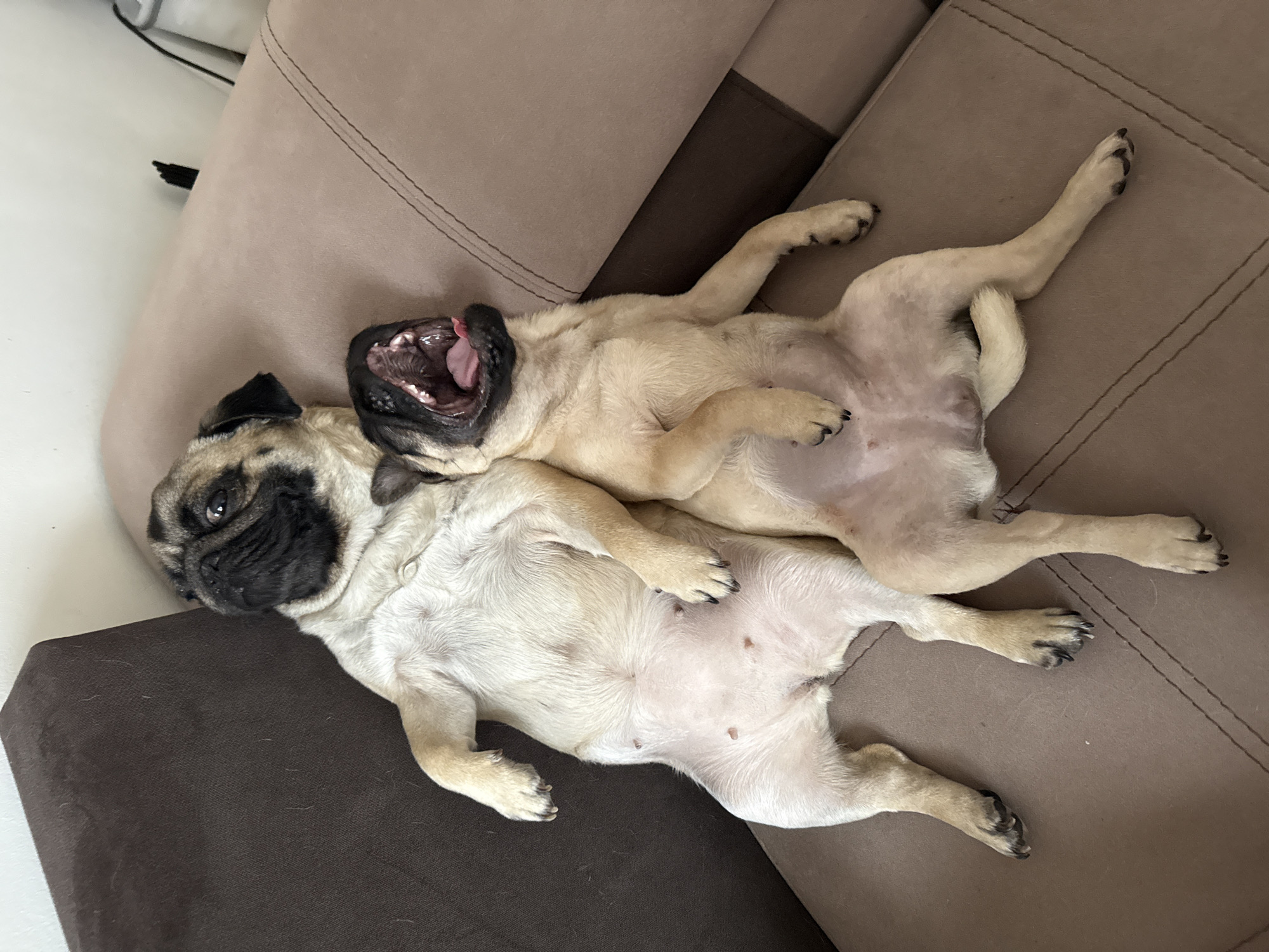 Two pug dogs are resting on a brown and beige couch. One pug lies on its back with its mouth wide open, displaying its tongue and teeth. The other pug rests beside it, facing the opposite direction. The couch is segmented with visible stitching. The scene is indoors.