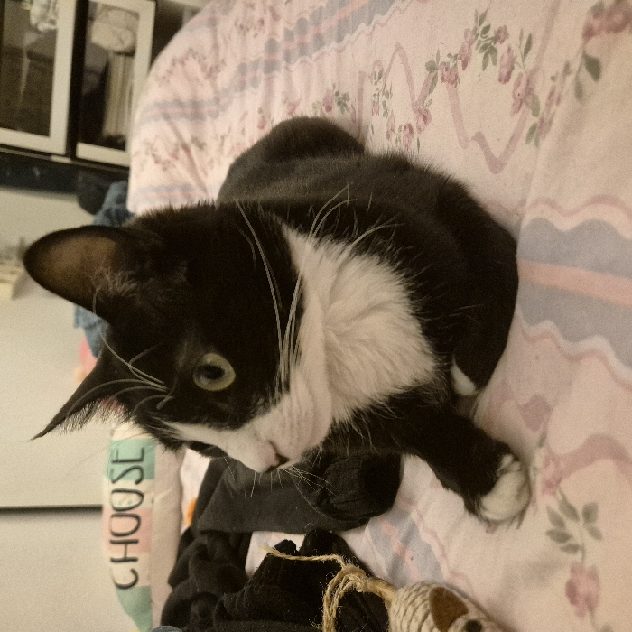 A black and white tuxedo cat is lying on a bed indoors. The cat has black fur with a distinct white chest, muzzle, and paws, and visible white whiskers. Its eyes are light green, and it appears to be looking towards the lower right of the frame. The cat's body is mostly on a light-colored duvet or blanket adorned with a soft floral pattern featuring pink roses and green leaves on a striped background.
To the bottom right, a small, mouse-shaped cat toy, crafted from natural twine or jute, is partially visible. Behind the cat's head, an item of fabric, possibly a pillowcase or clothing, displays the partial word "CHOOSE" printed vertically in colorful letters. The background is slightly blurred, showing indistinct items like framed pictures or shelves. The lighting suggests an indoor setting, possibly daytime with ambient light. The cat's posture is relaxed and attentive, indicative of curiosity or quiet observation within a home in Strasbourg, France.